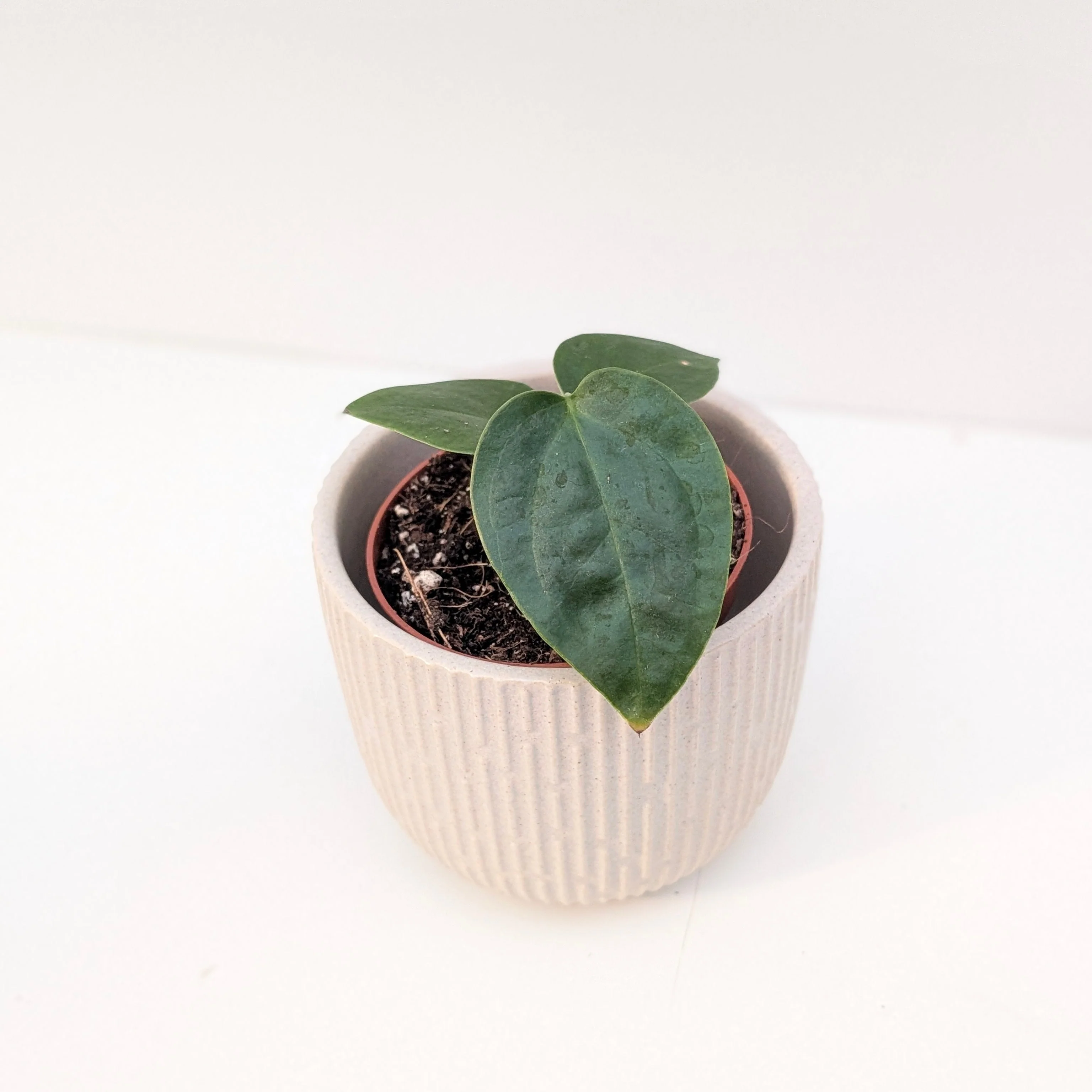 Anthurium sp. Napo