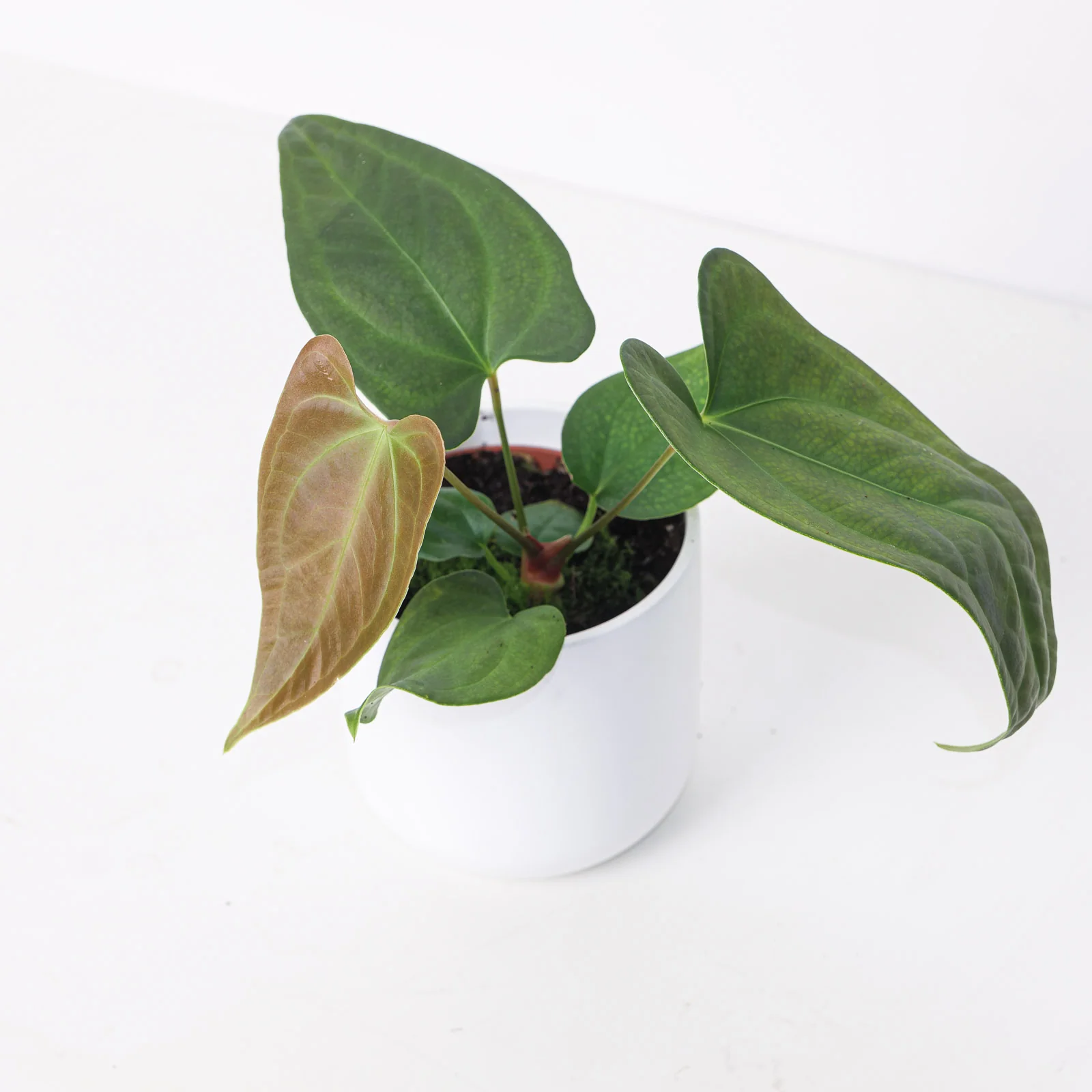 Anthurium sp. Napo - Image 2