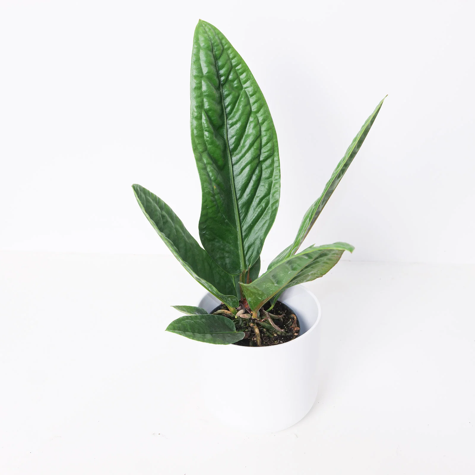 Anthurium superbum