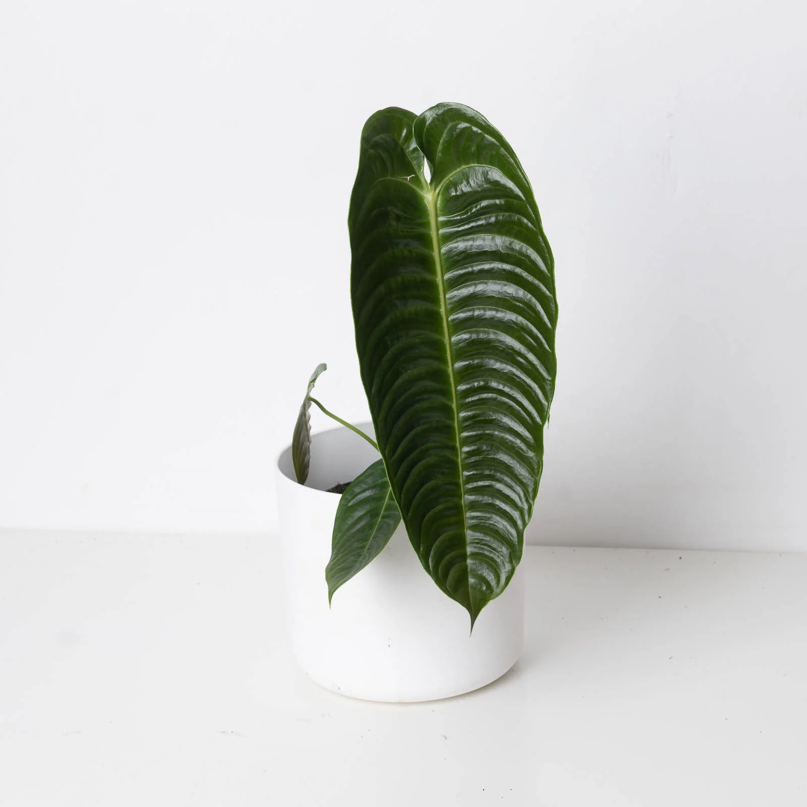 Anthurium veitchii | King Anthurium