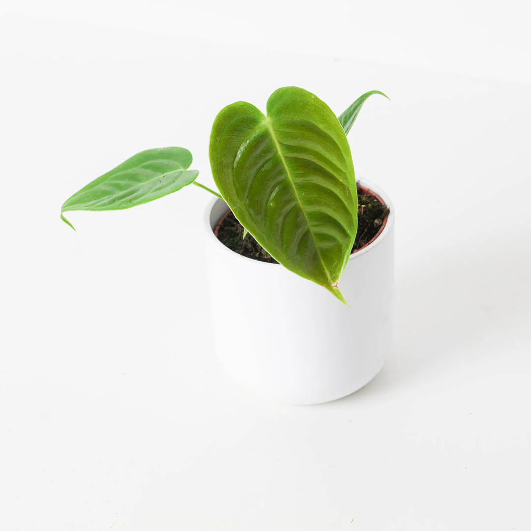 Anthurium veitchii | King Anthurium - Image 2