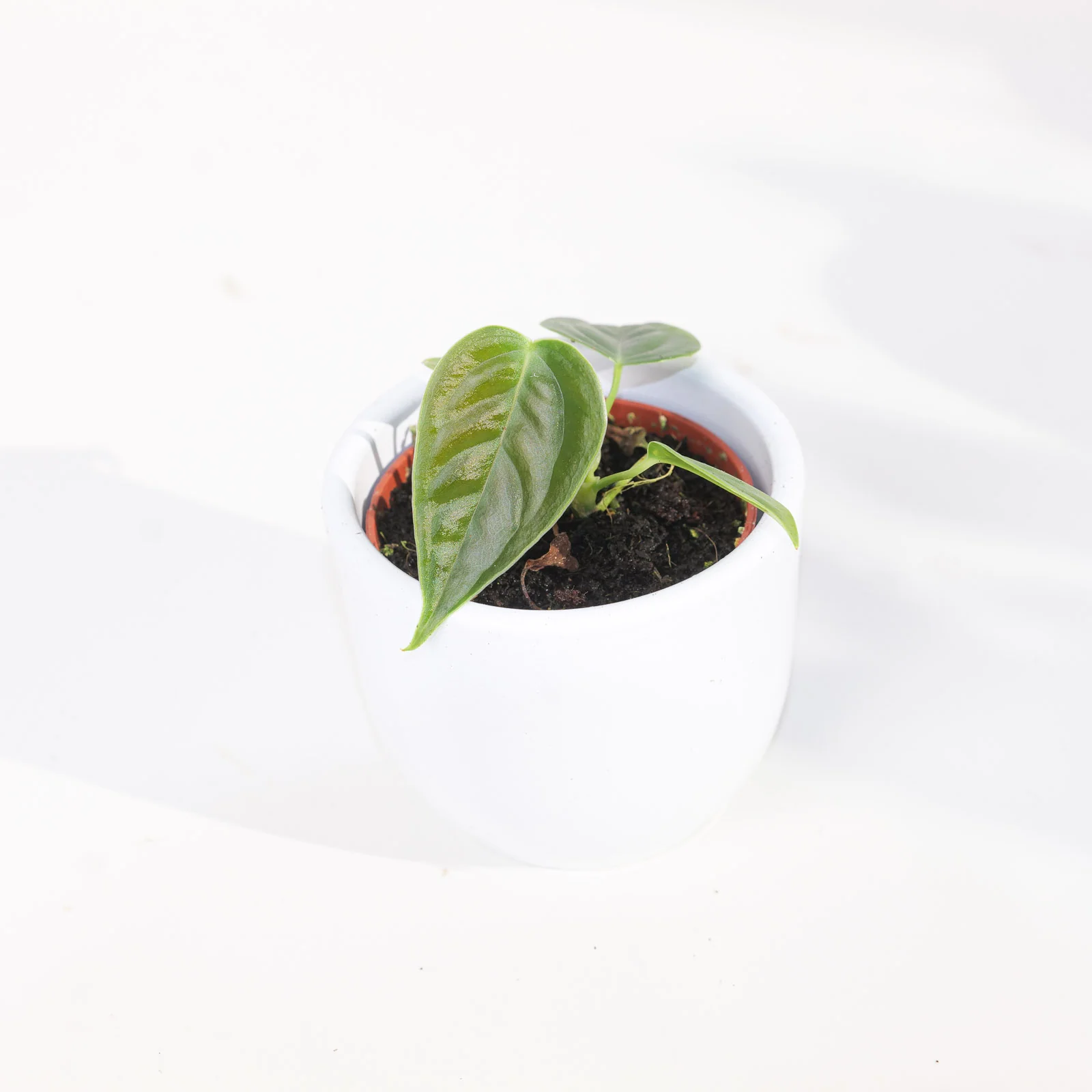 Anthurium veitchii | King Anthurium - Image 3
