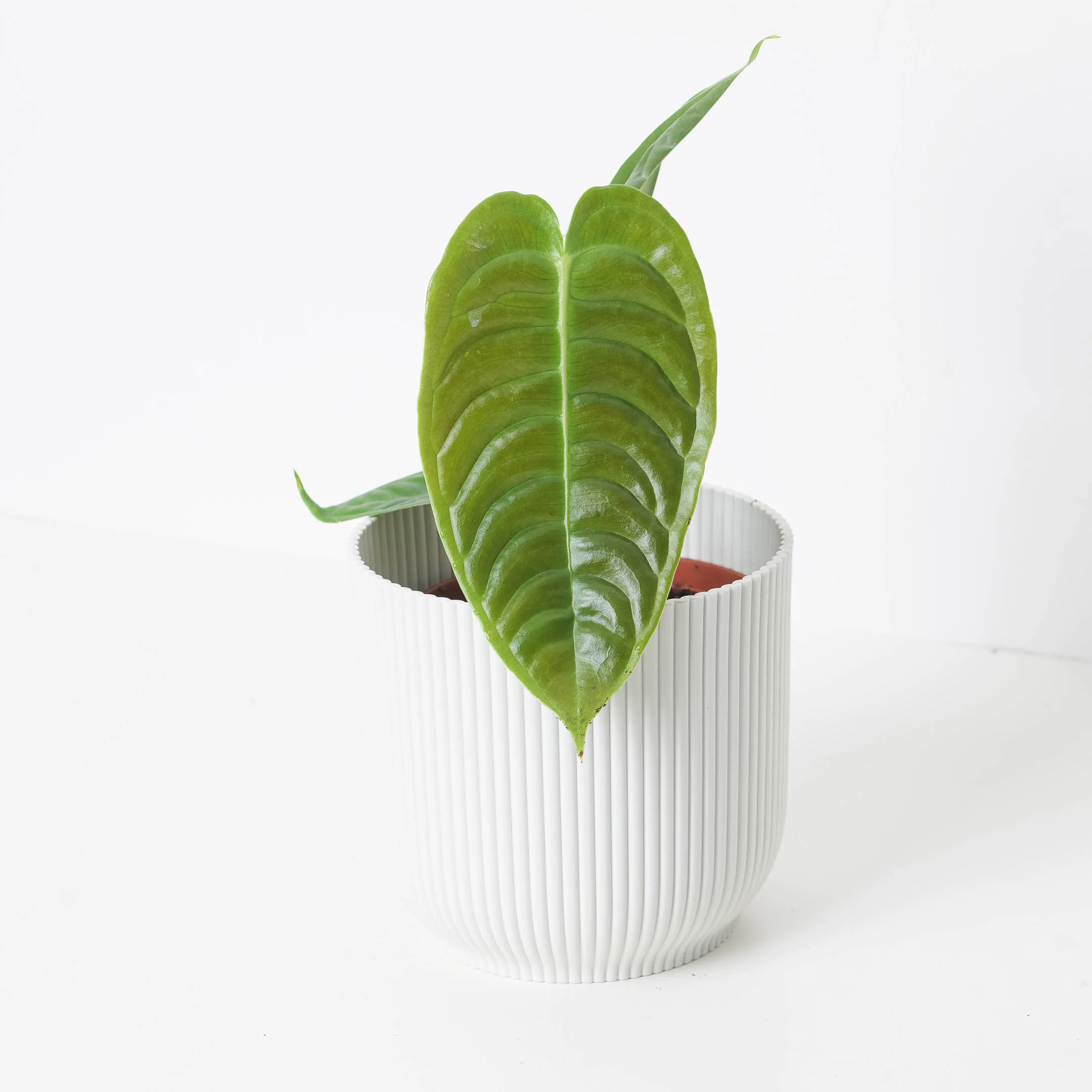 Anthurium veitchii | King Anthurium - Image 4