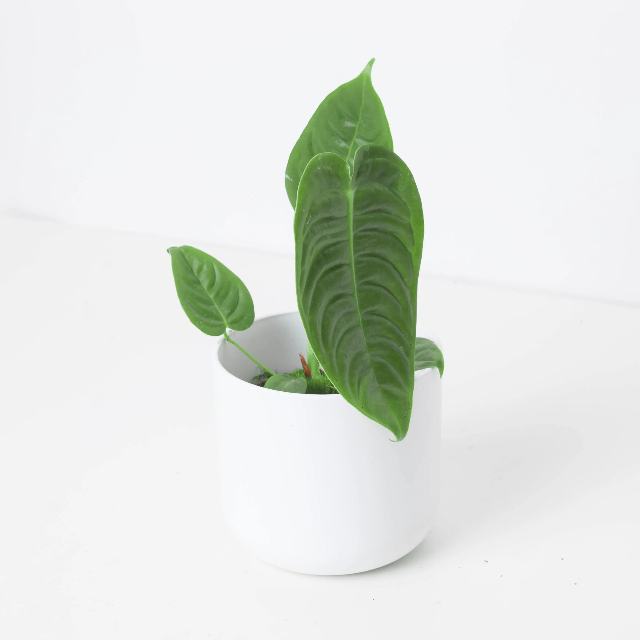 Anthurium veitchii | King Anthurium - Image 5