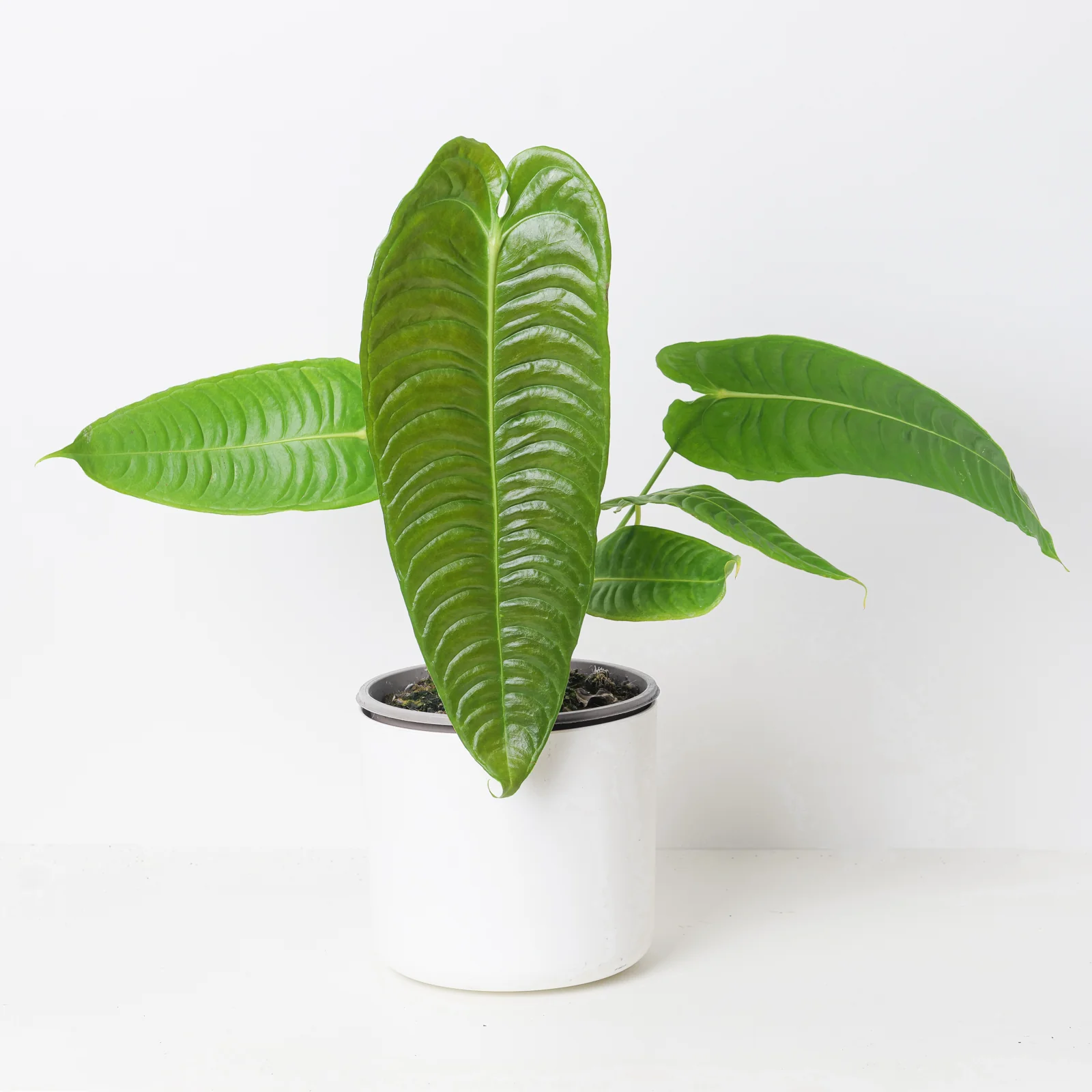 Anthurium veitchii | King Anthurium - Image 6
