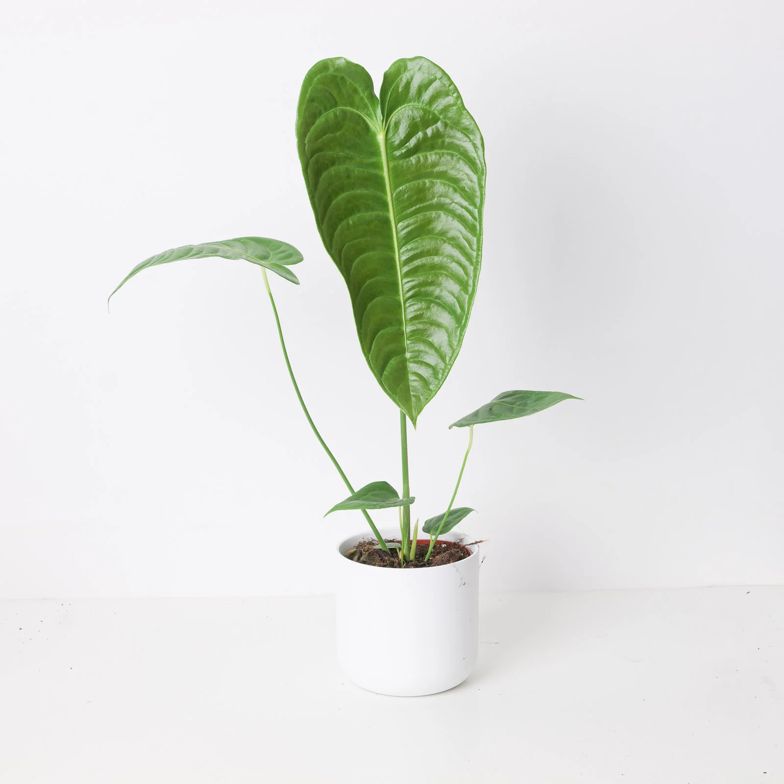 Anthurium veitchii | King Anthurium - Image 7