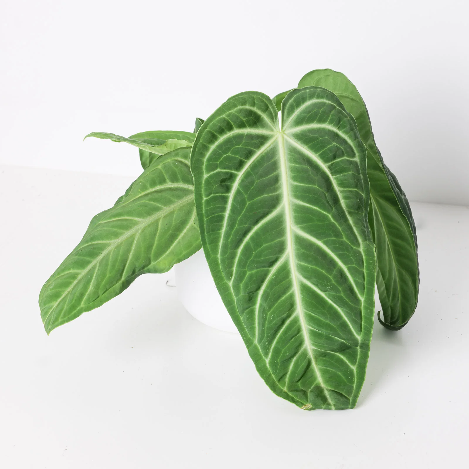 Anthurium villenaorum
