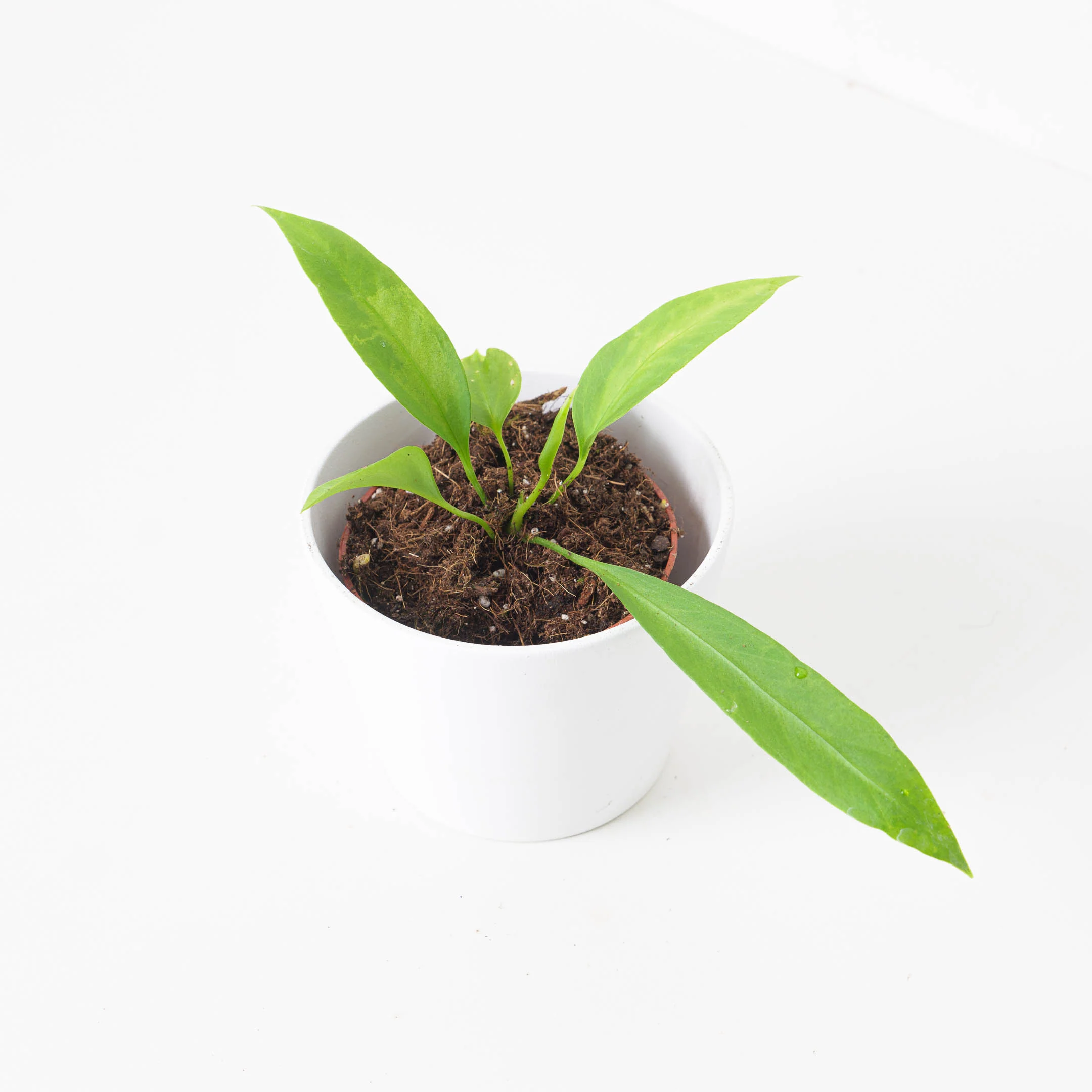 Anthurium vittariifolium - Image 3