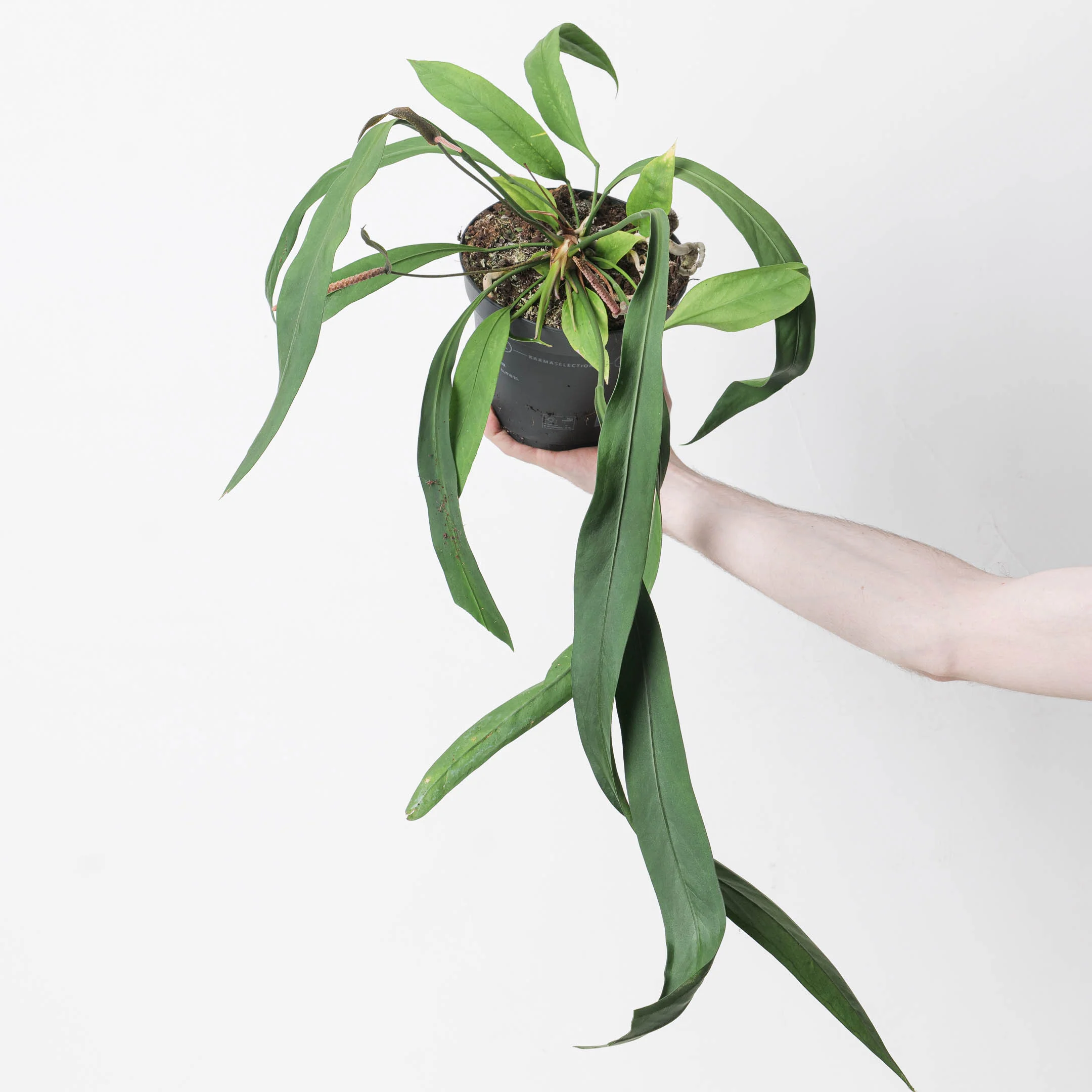 Anthurium vittariifolium - Image 4