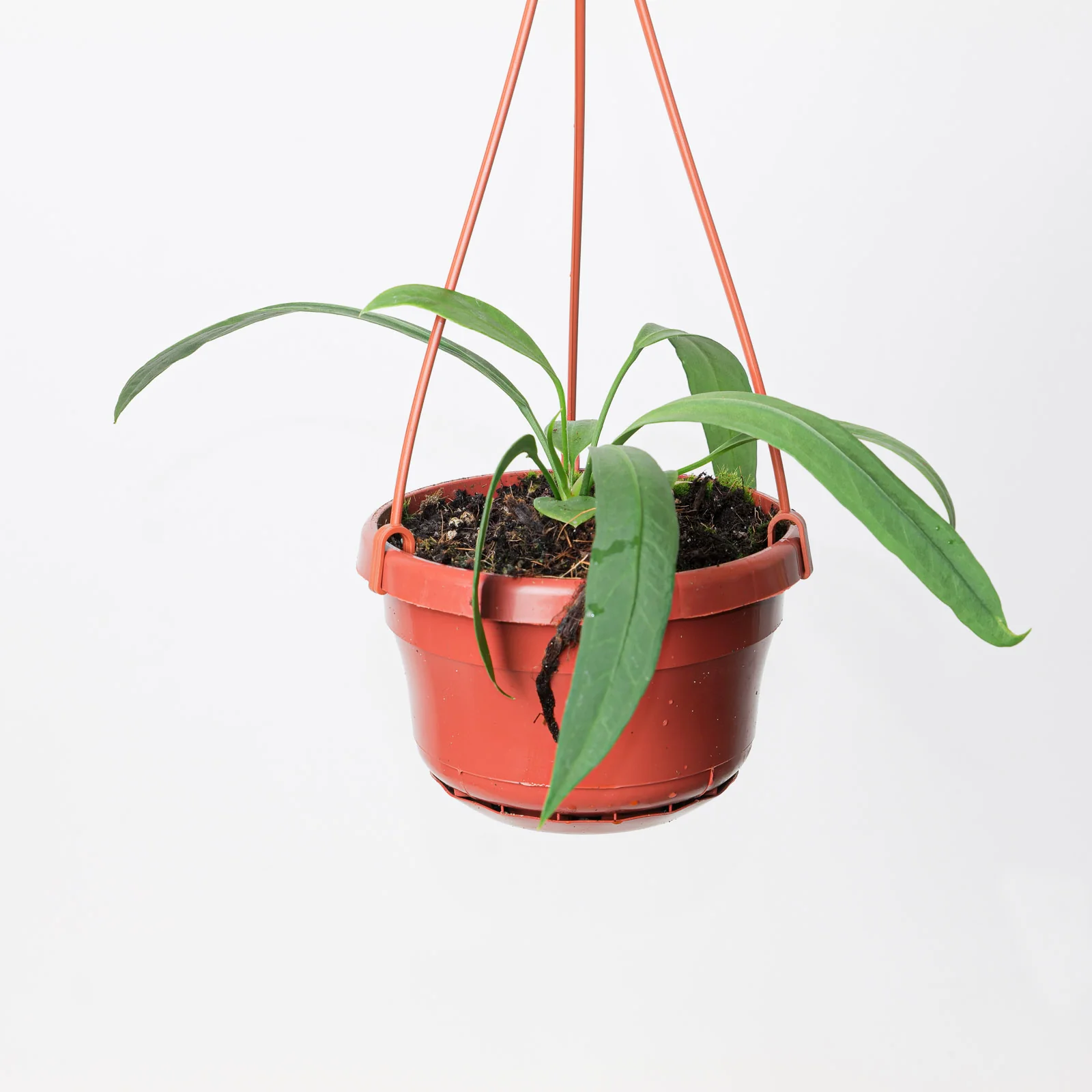 Anthurium vittariifolium - Image 5