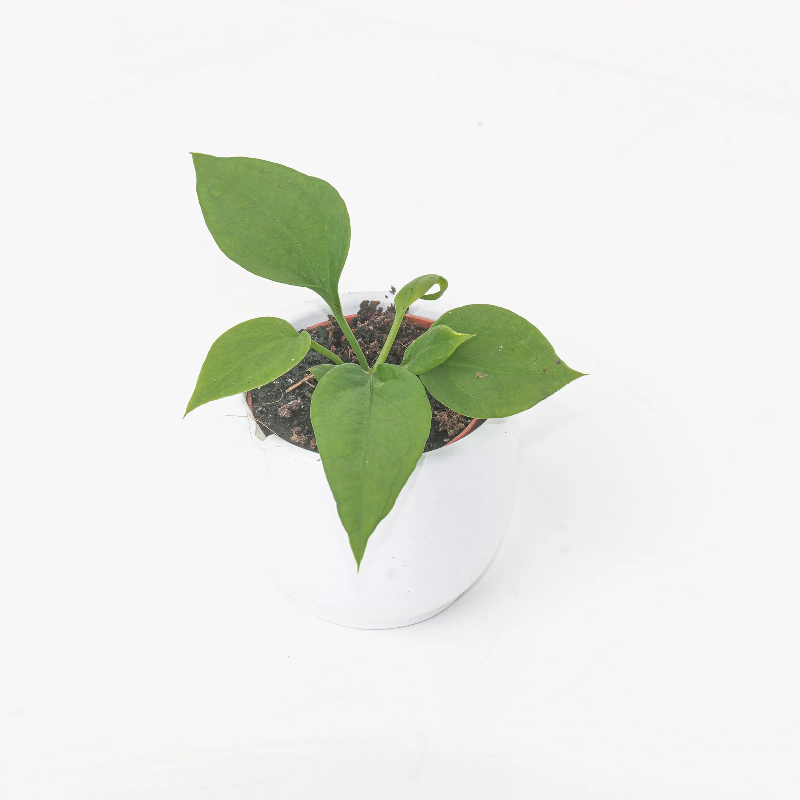 Anthurium vittariifolium - Image 6