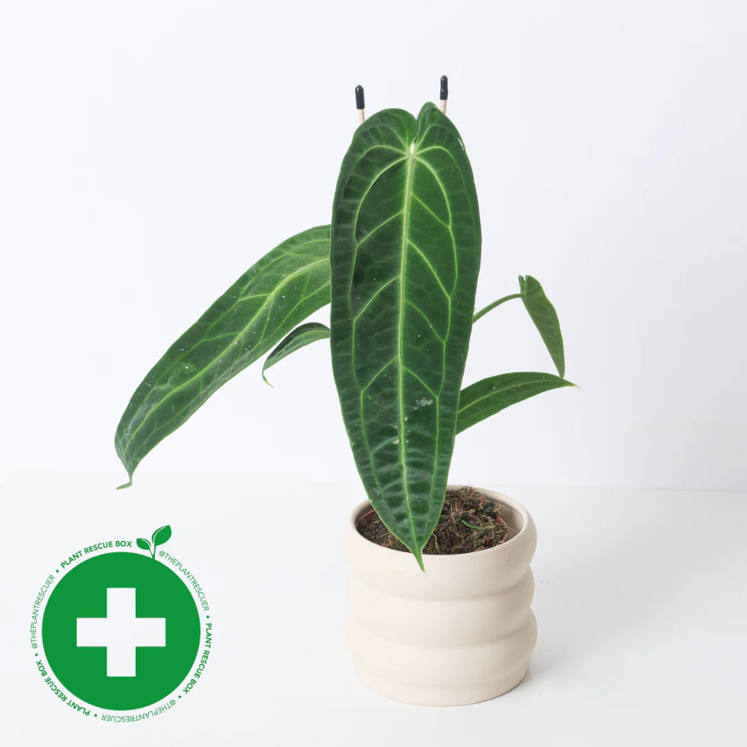 Rescue Anthurium warocqueanum | Queen Anthurium