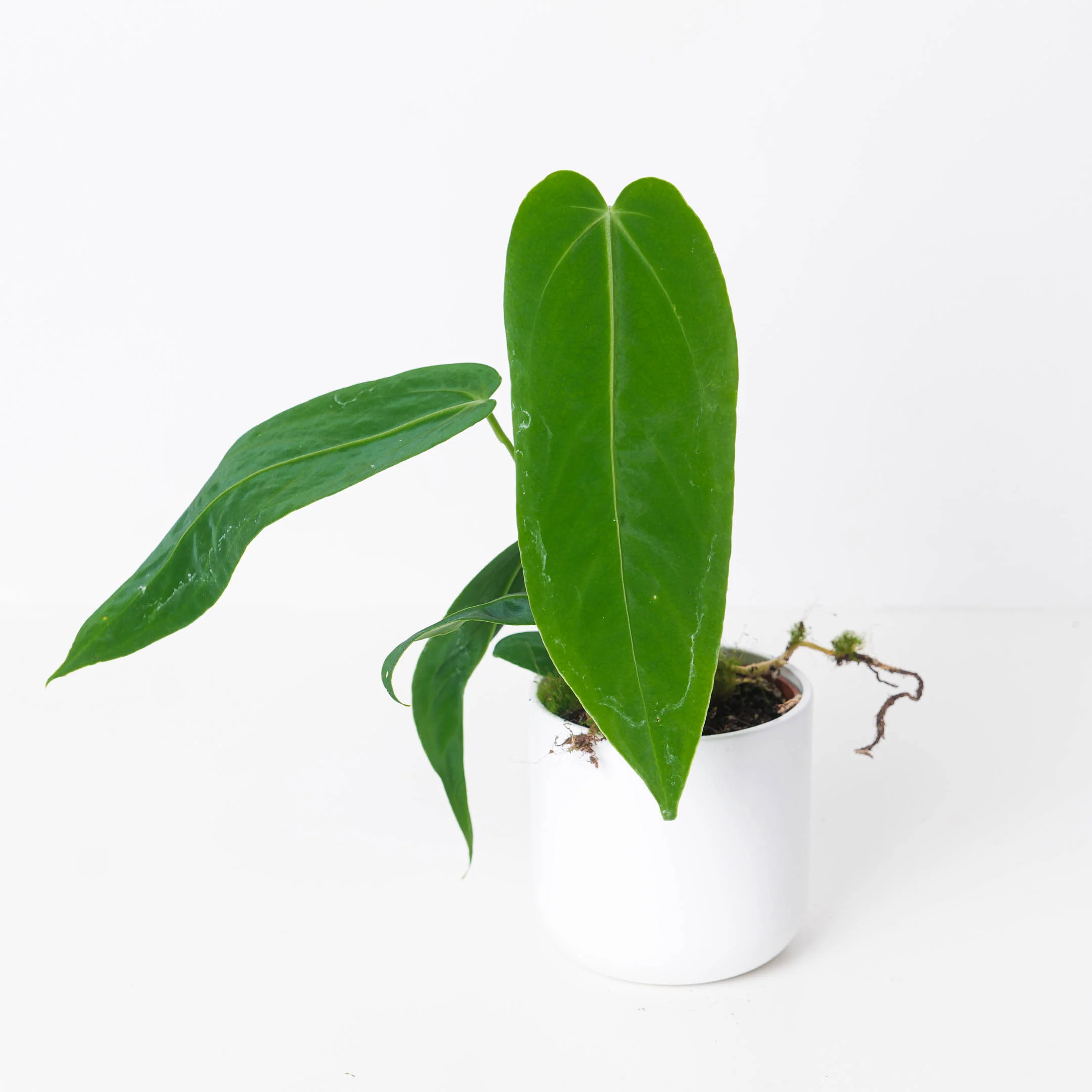 Anthurium Warocqueanum x Waterburyanum