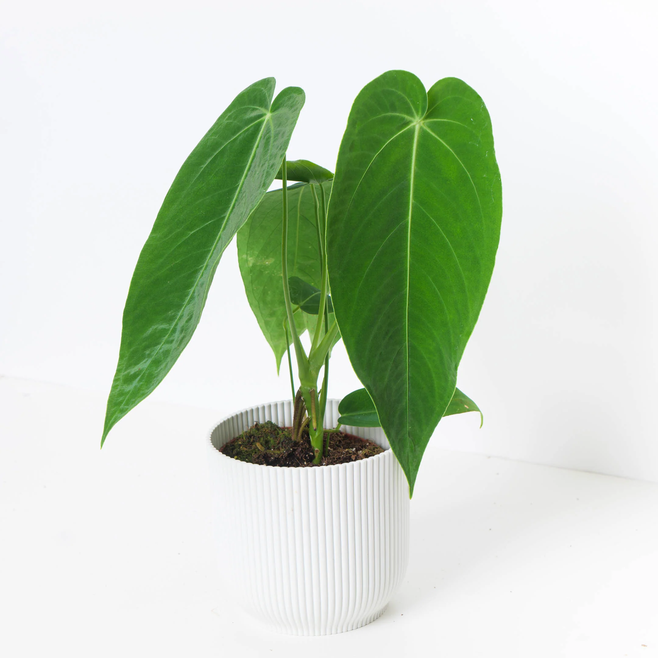 Anthurium Warocqueanum x Waterburyanum - Image 2