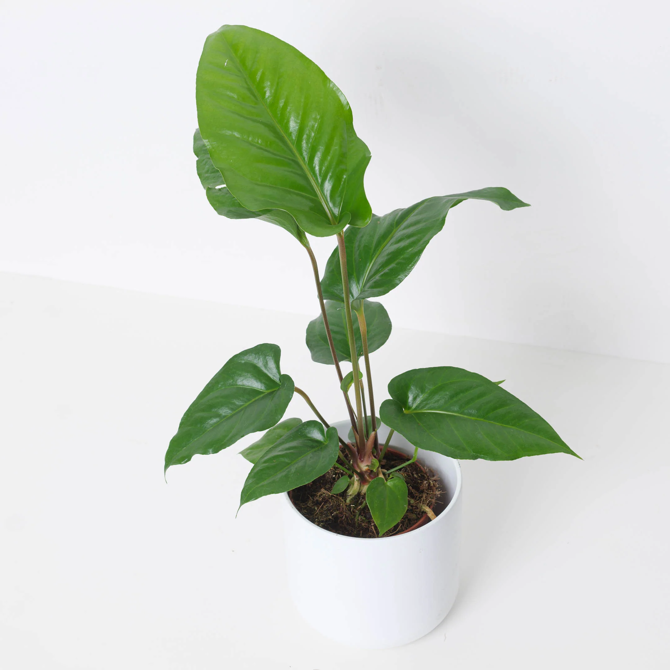 Anthurium watermaliense
