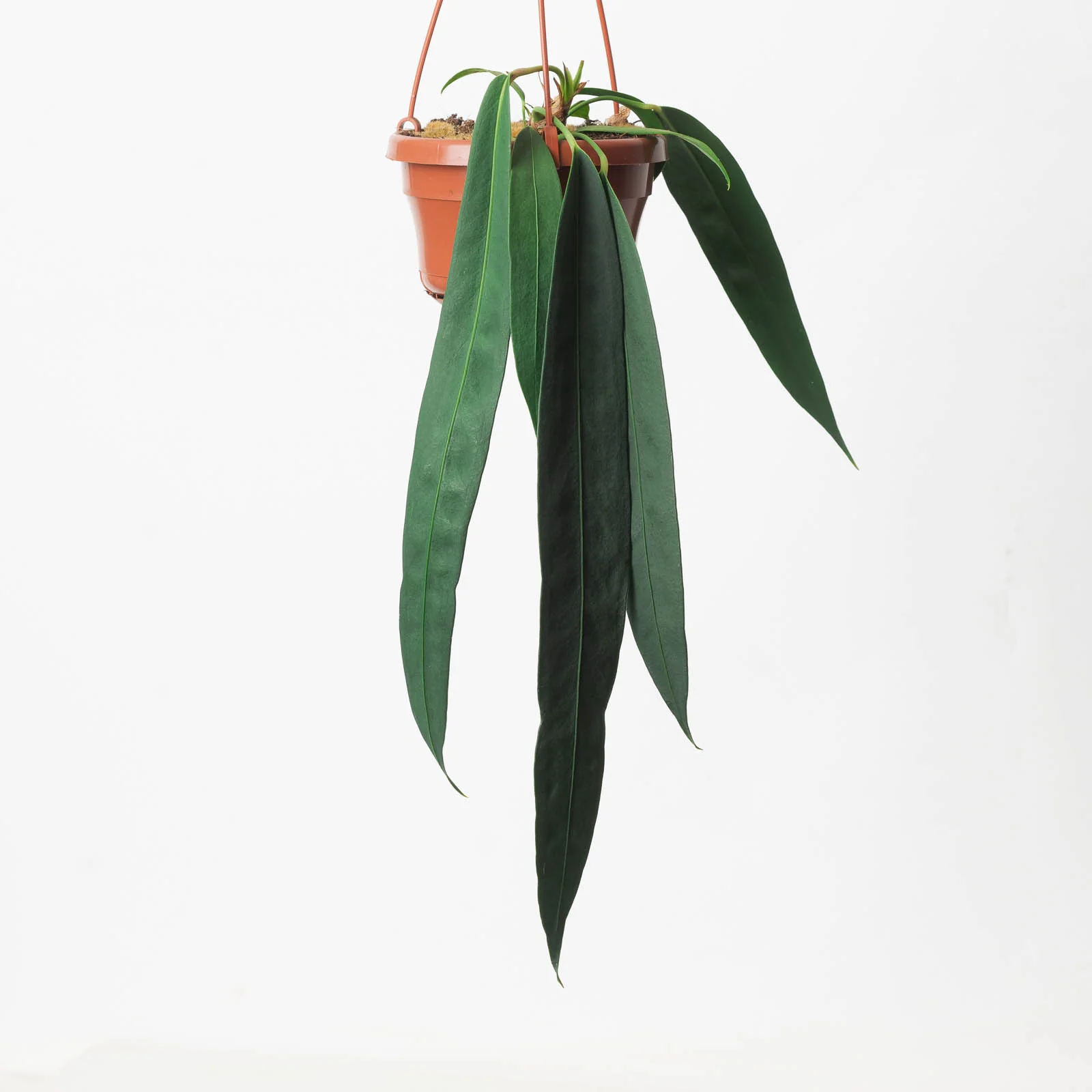 Anthurium wendlingeri