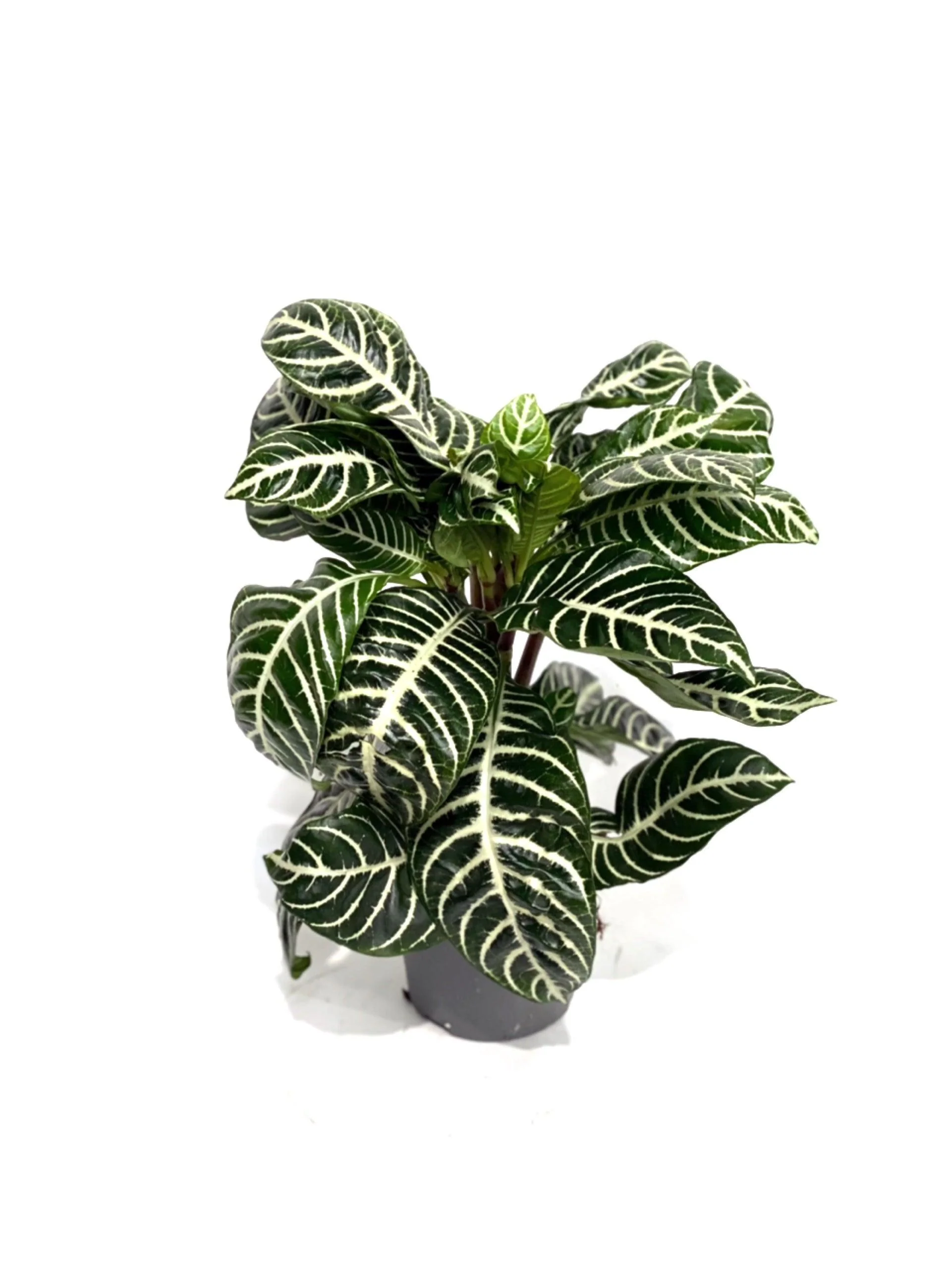 Aphelandra Squarrosa Botanica | Zebra Plant - Image 3
