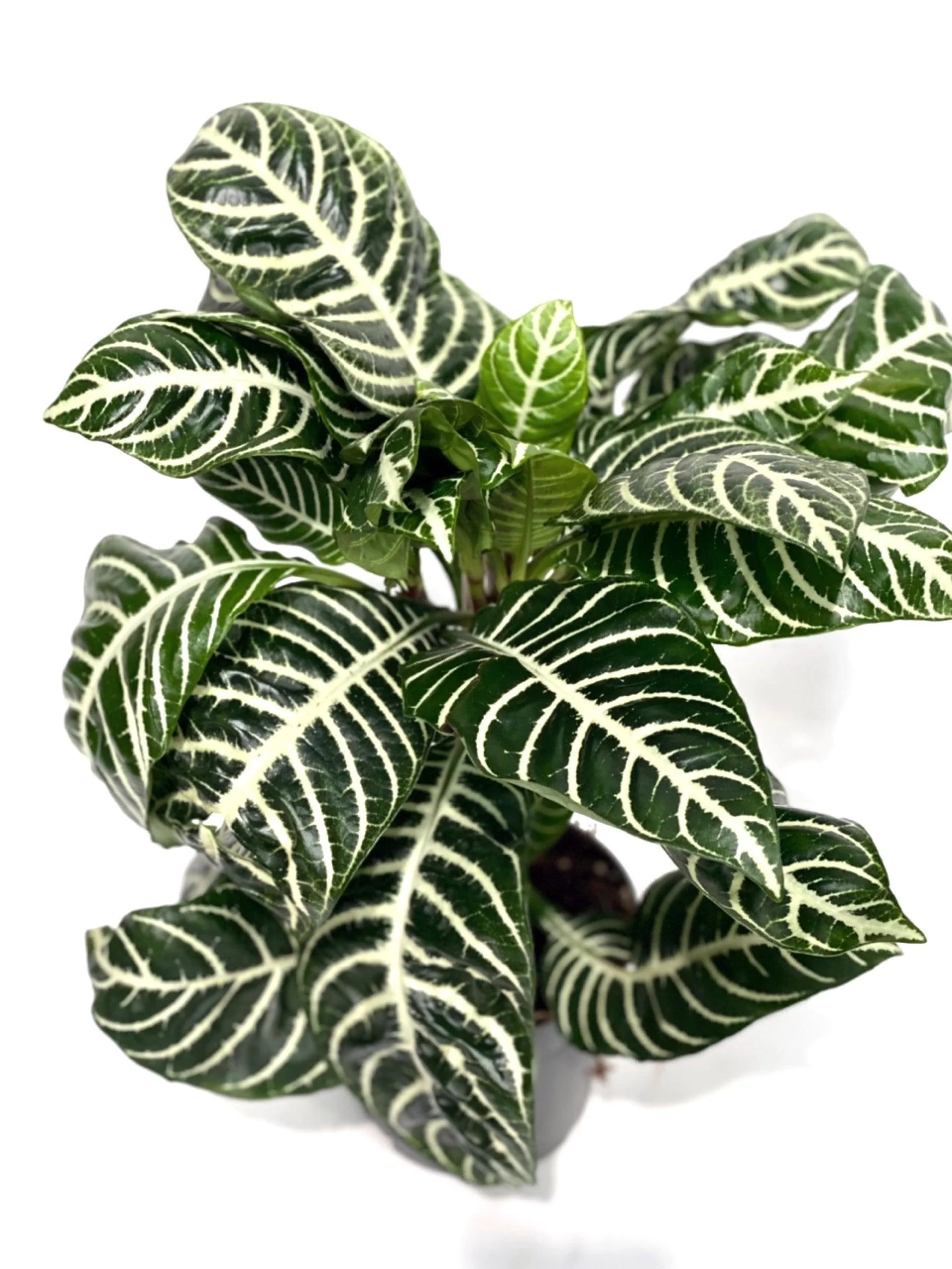 Aphelandra Squarrosa Botanica | Zebra Plant - Image 4