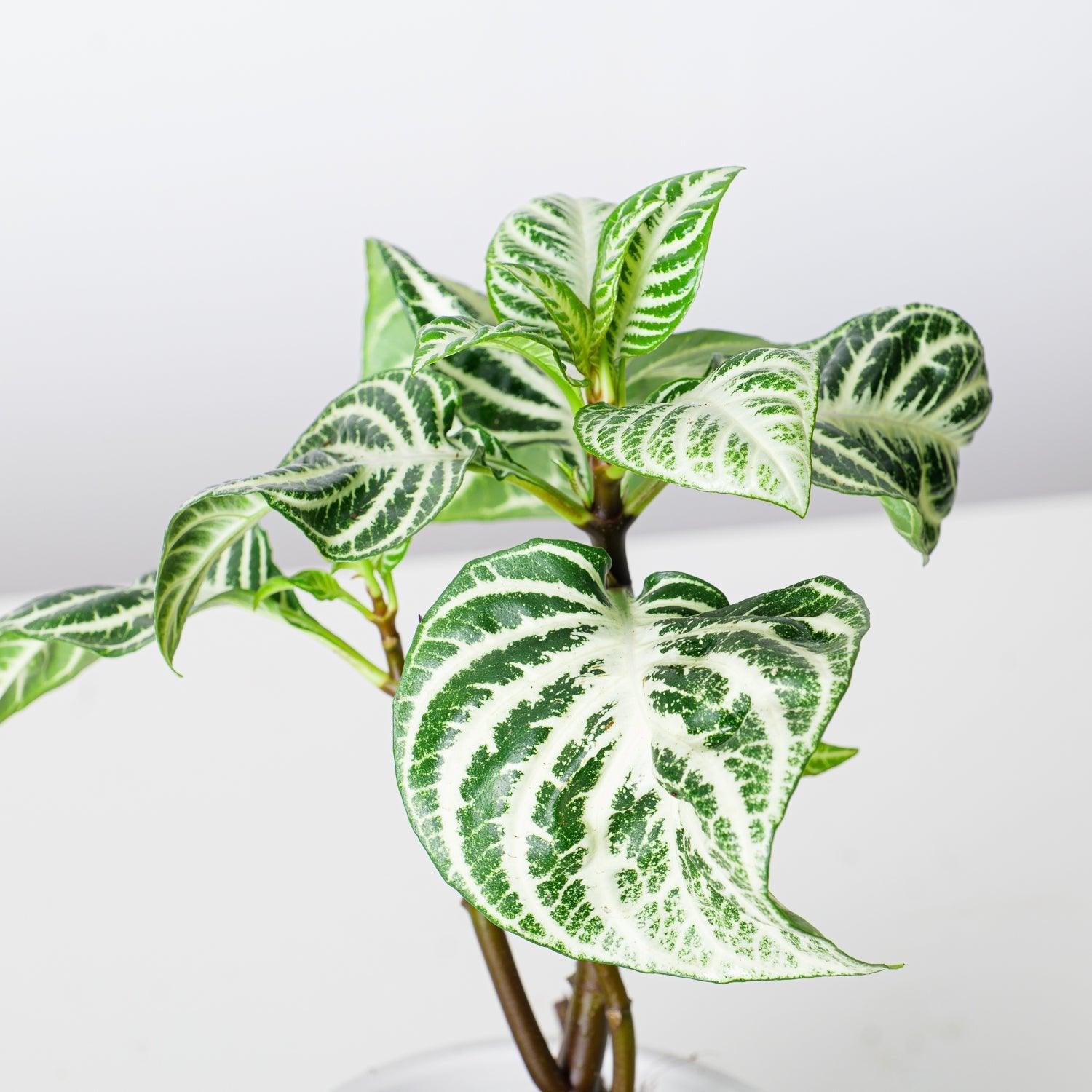 Aphelandra Squarrosa Curly White