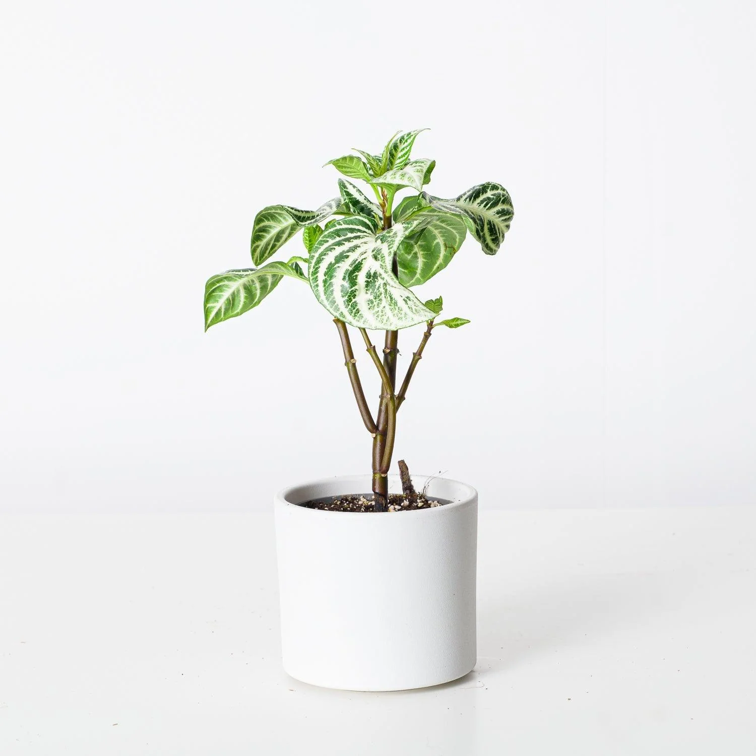 Aphelandra Squarrosa Curly White - Image 2