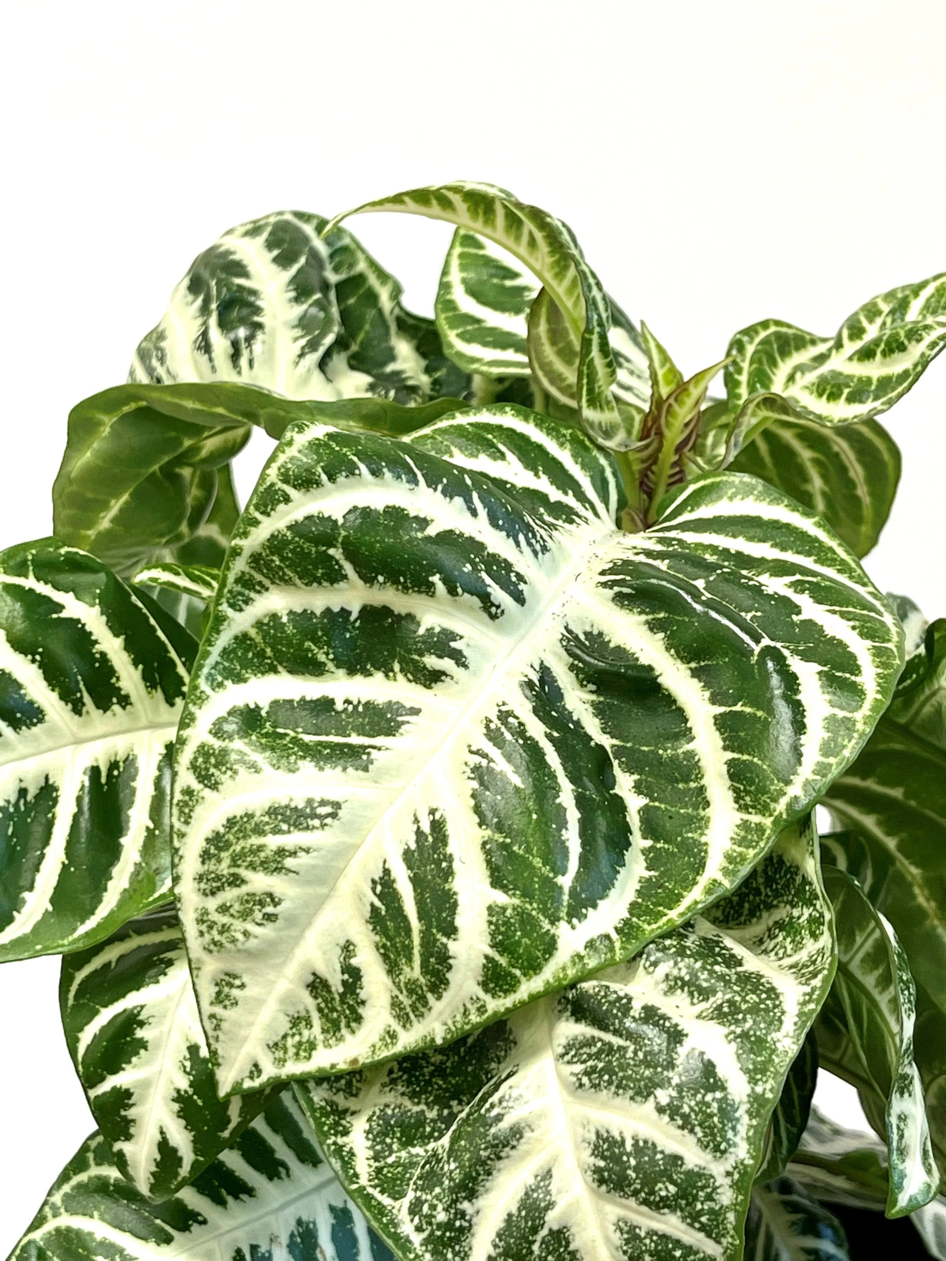 Aphelandra Squarrosa Curly White - Image 4
