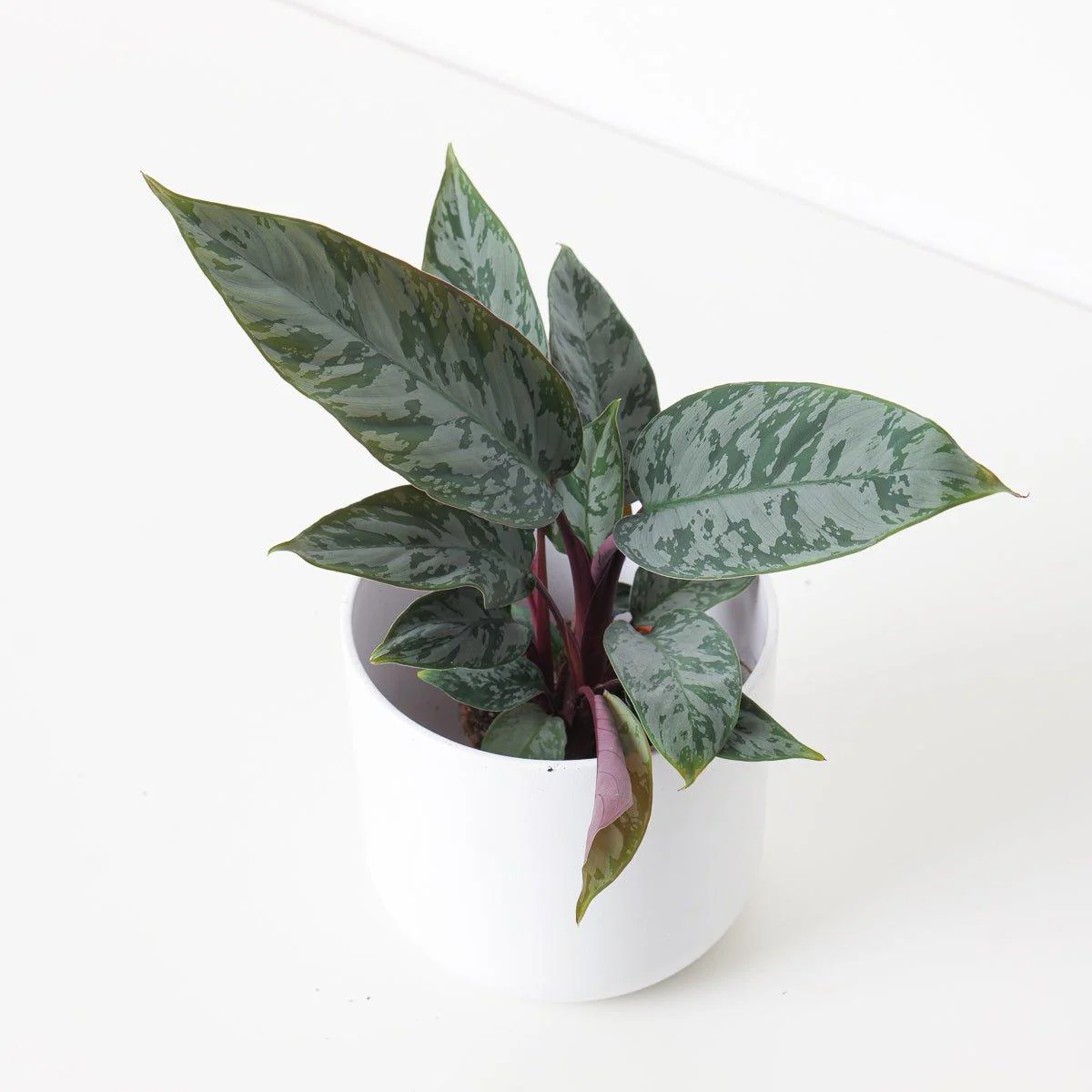Apoballis acuminatissima 'Lavallaei