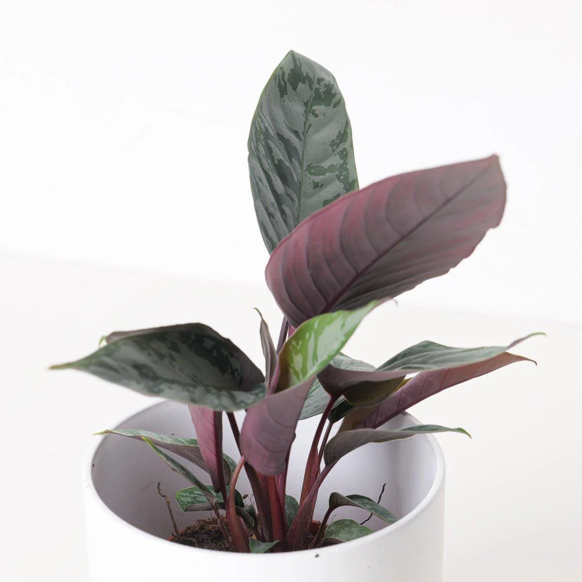 Apoballis acuminatissima 'Lavallaei - Image 2