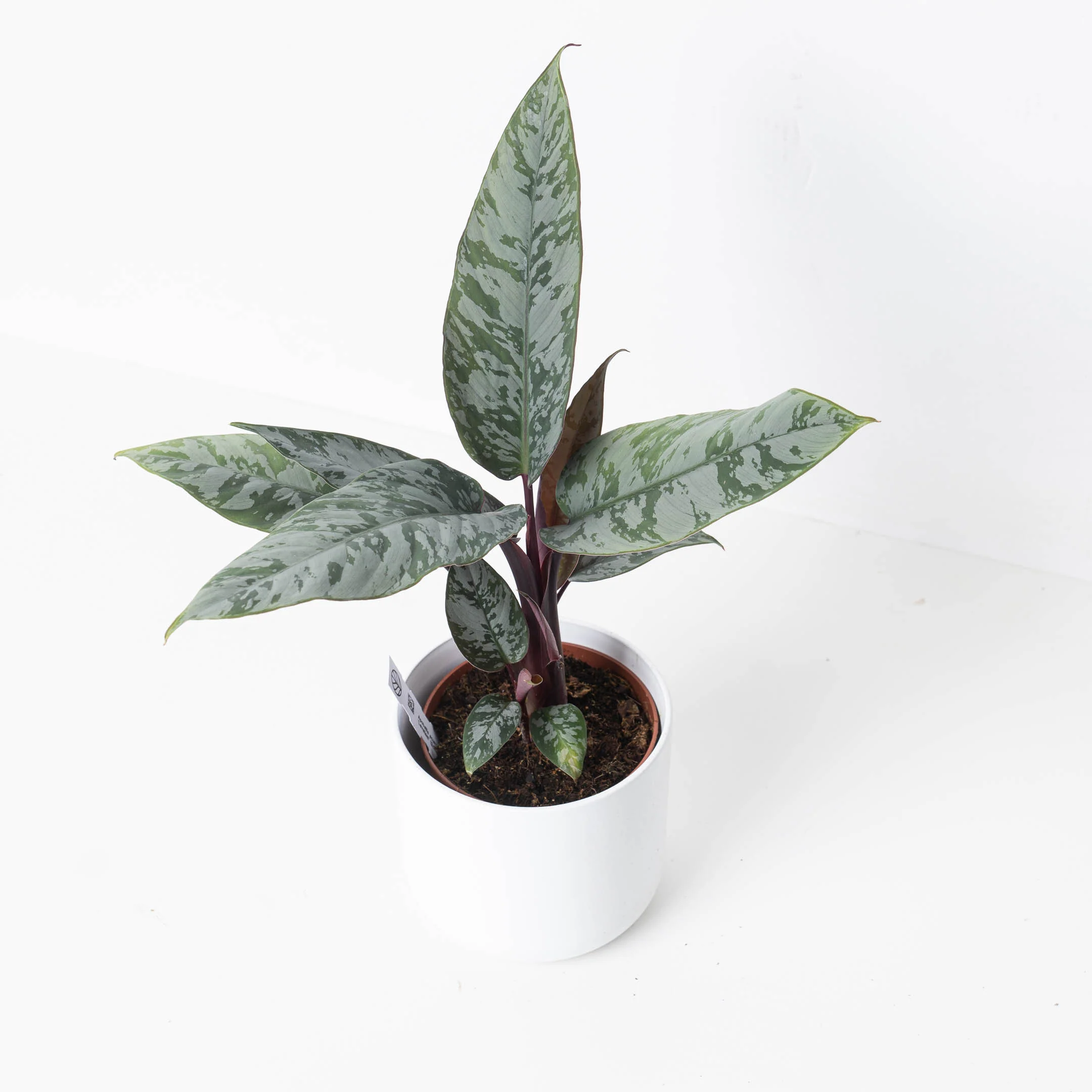 Apoballis acuminatissima 'Lavallaei - Image 3