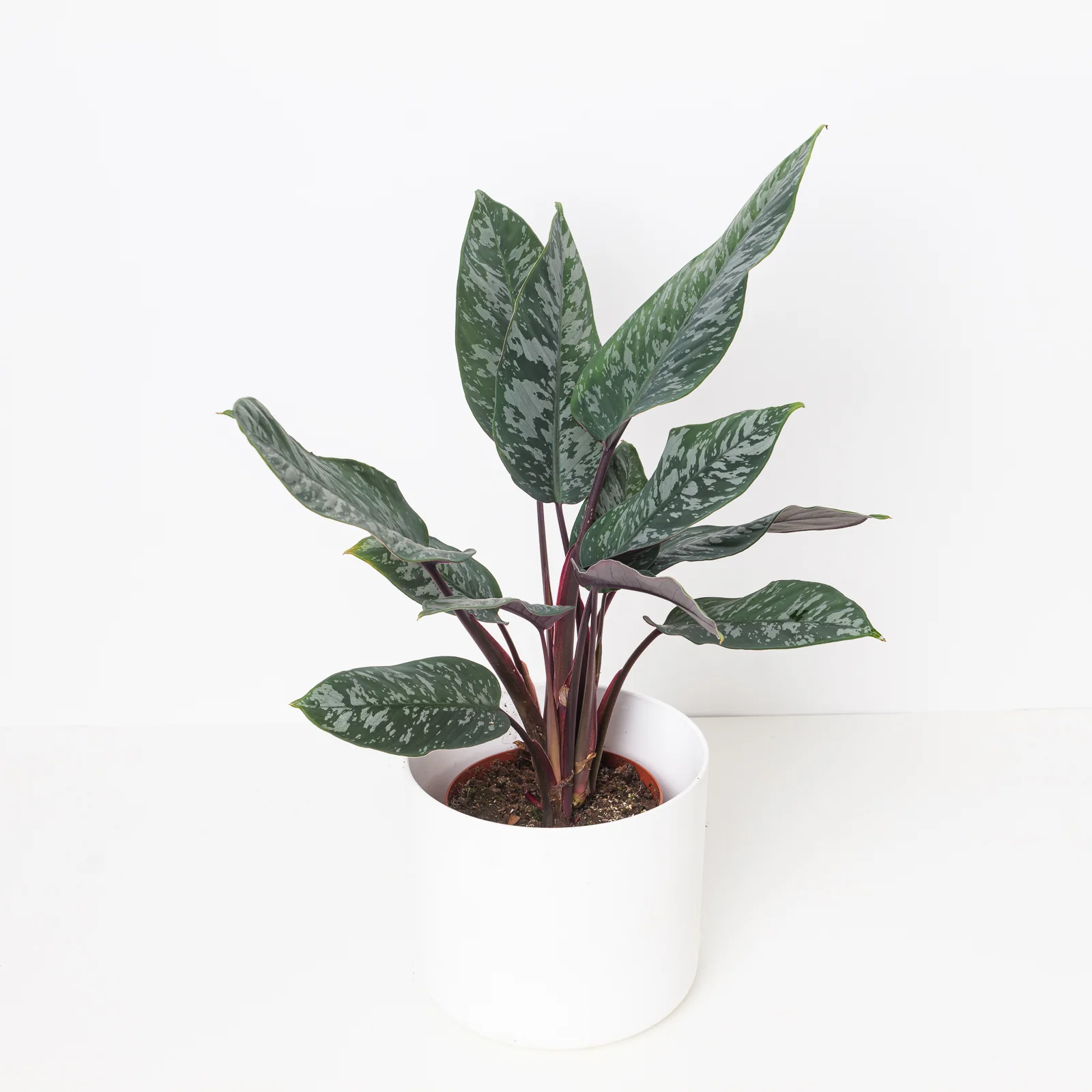 Apoballis acuminatissima 'Lavallaei - Image 4