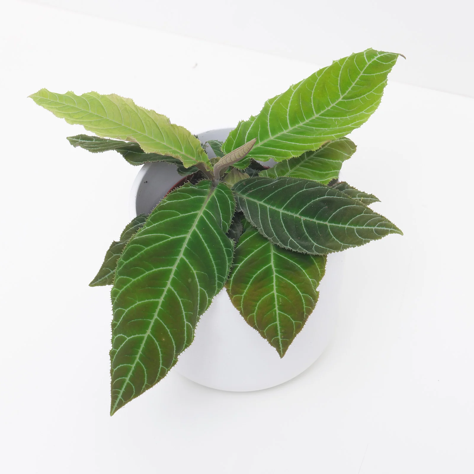 Ardisia gigantifolia