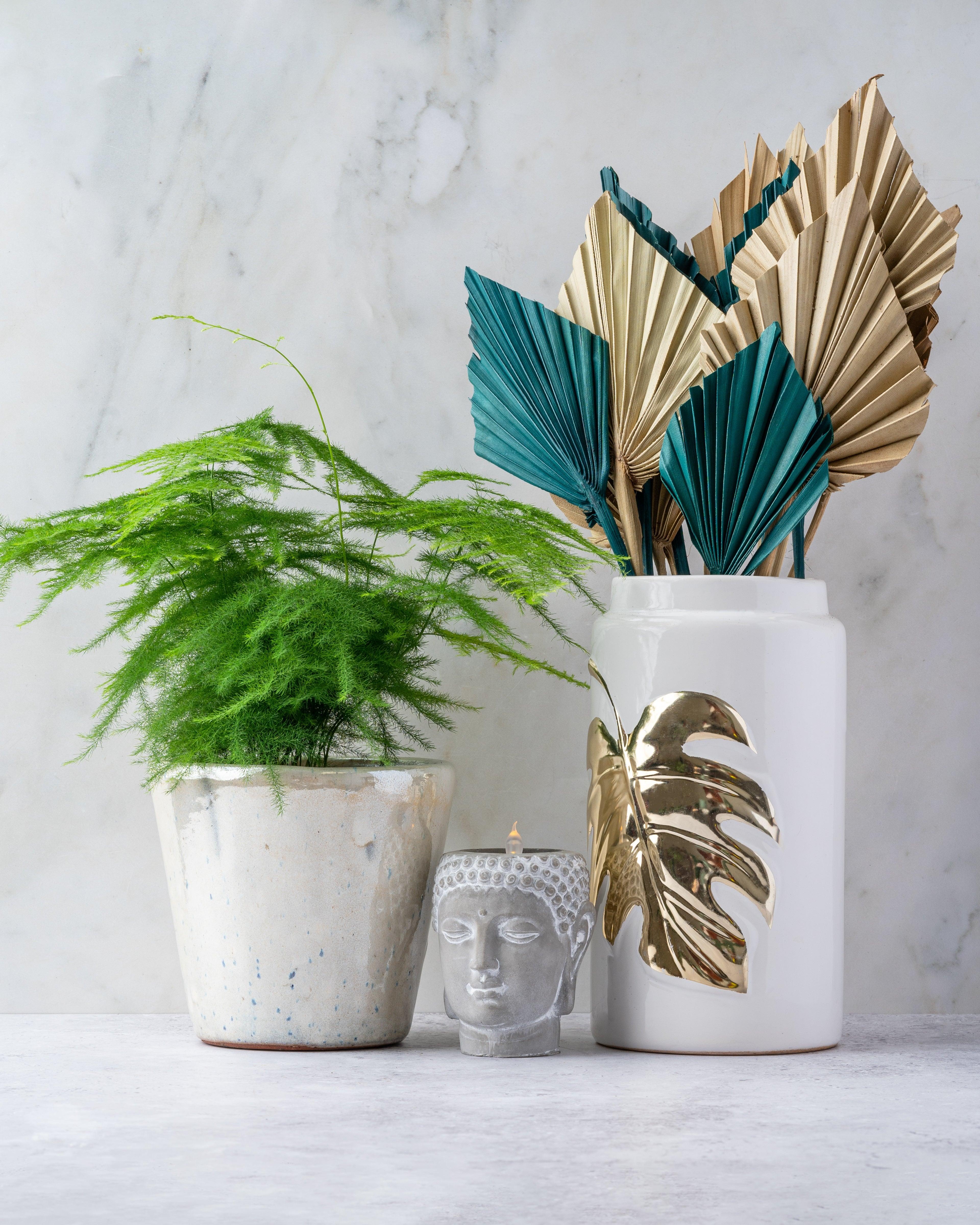 Asparagus Setaceus Plumosus | Asparagus Lace Fern - Image 2