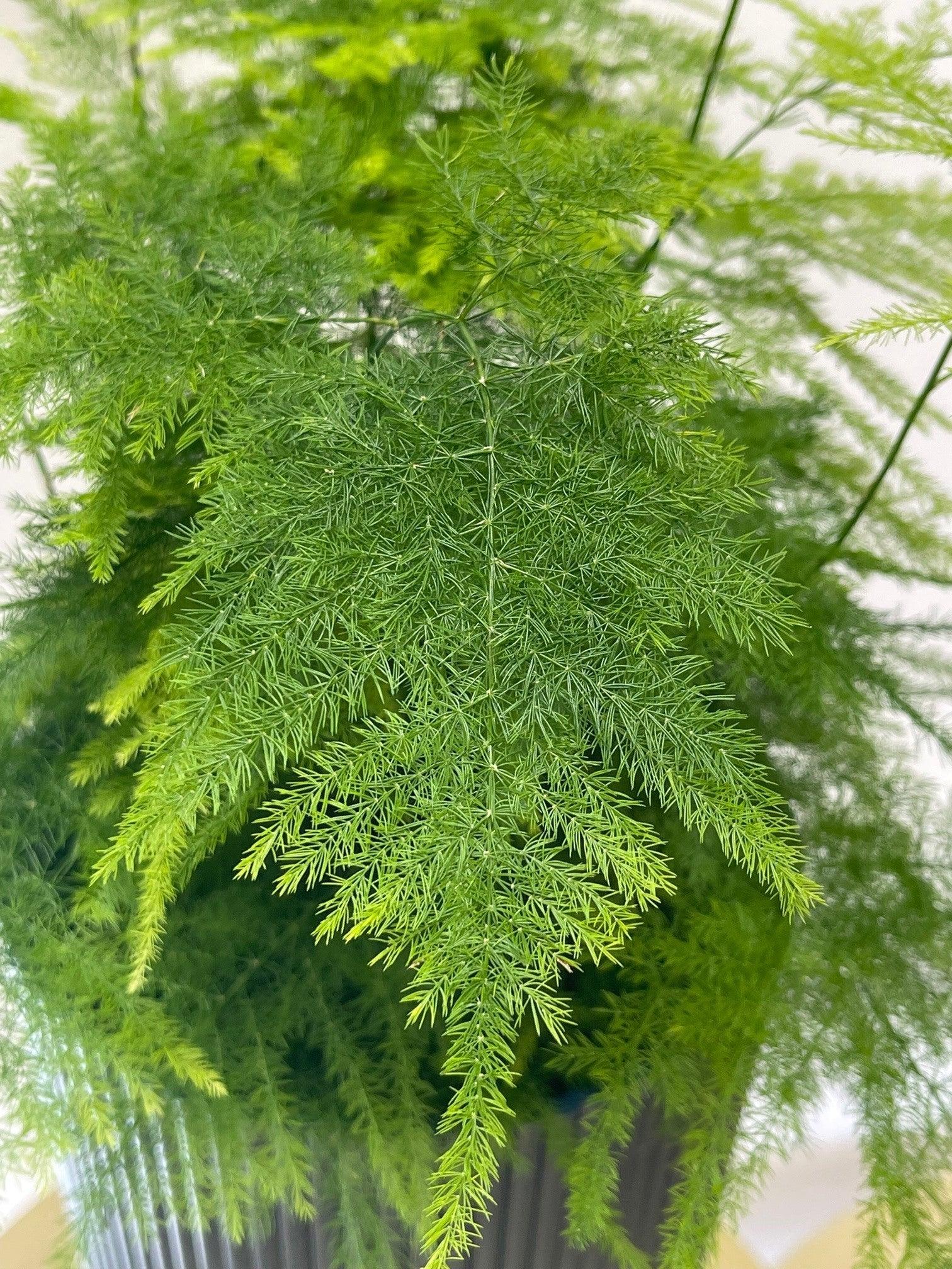Asparagus Setaceus Plumosus | Asparagus Lace Fern - Image 3