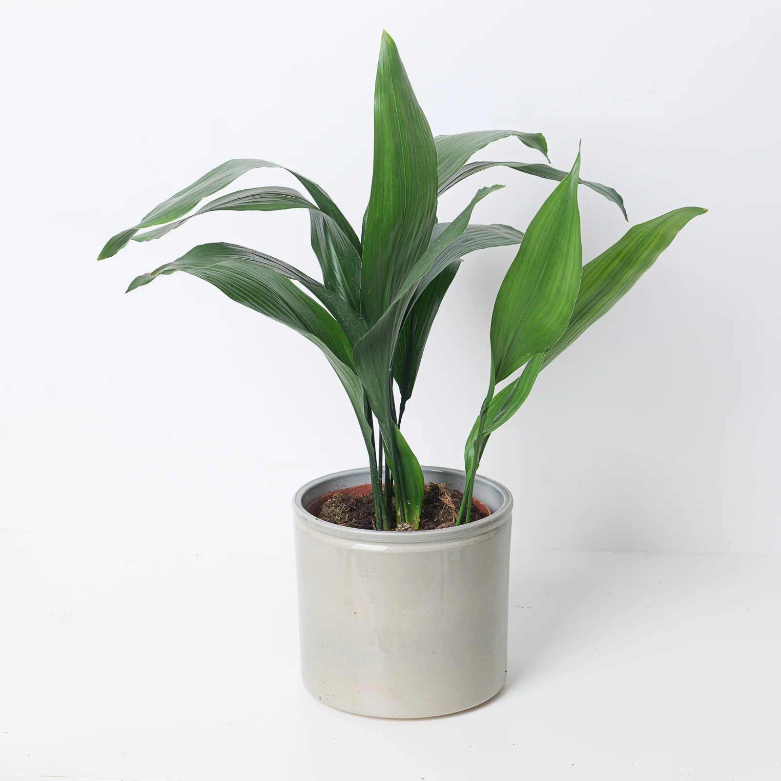 Aspidistra Elatior Cast Iron Plant - Image 3