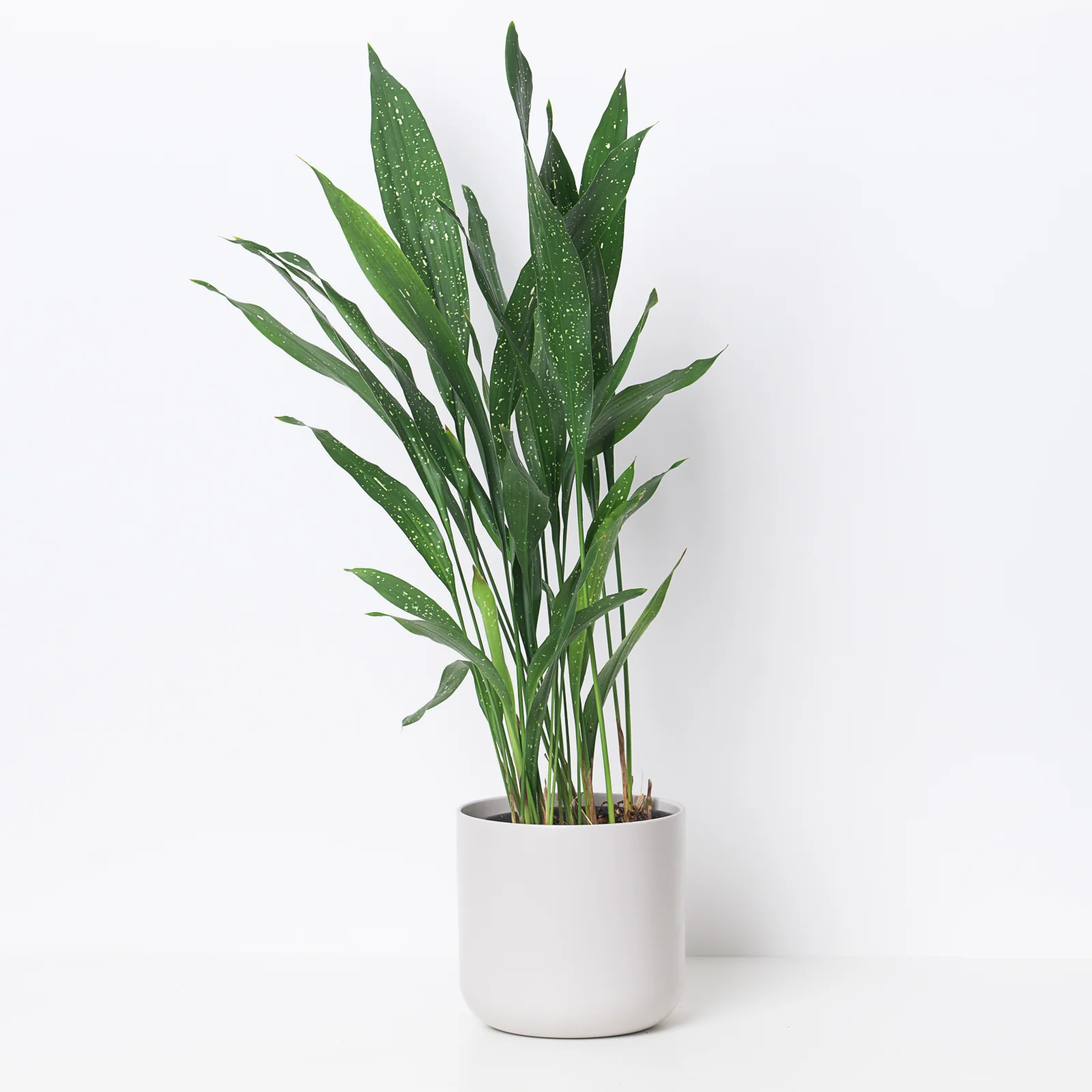 Aspidistra 'Milky Way' | Variegated Cast Iron Plant