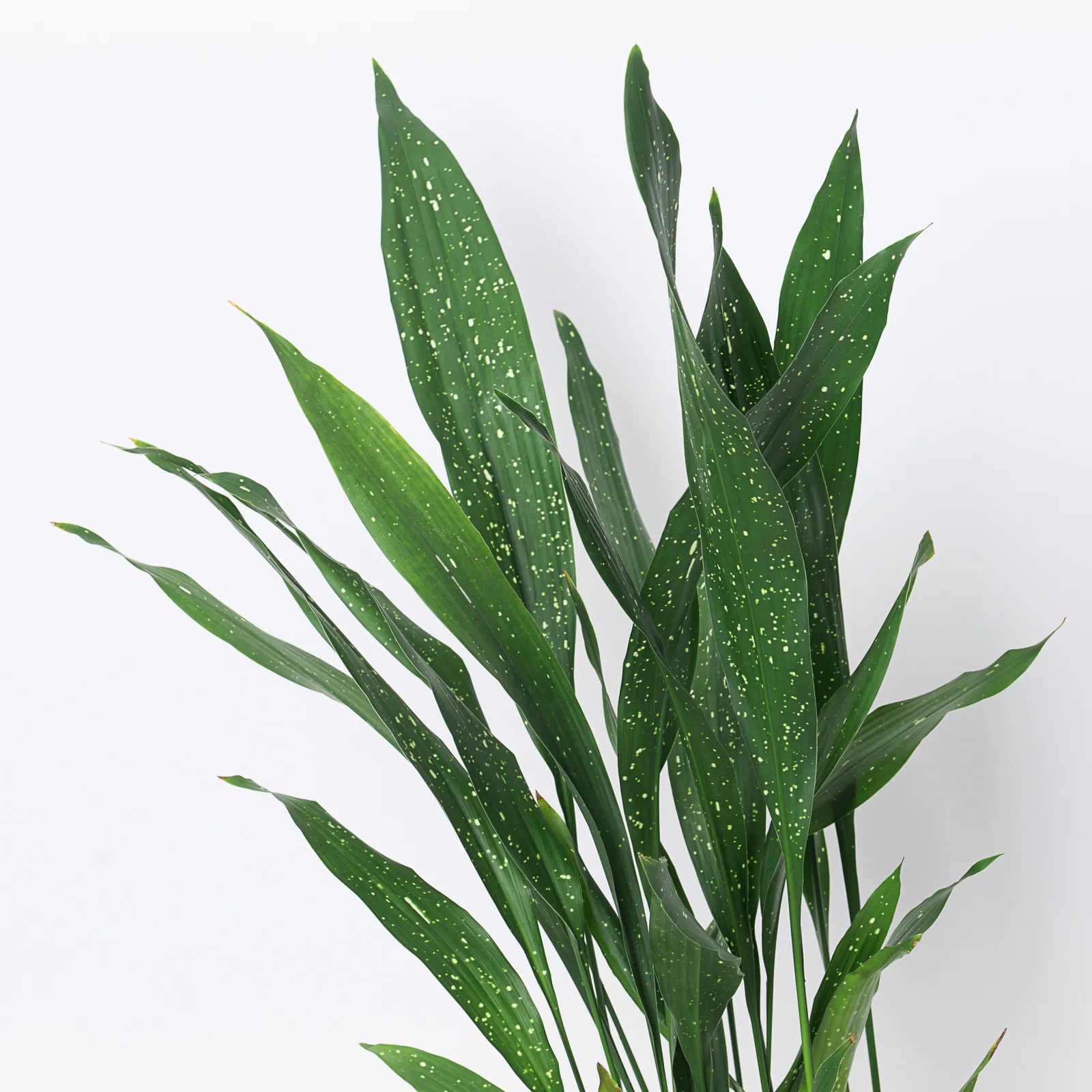 Aspidistra 'Milky Way' | Variegated Cast Iron Plant - Image 2