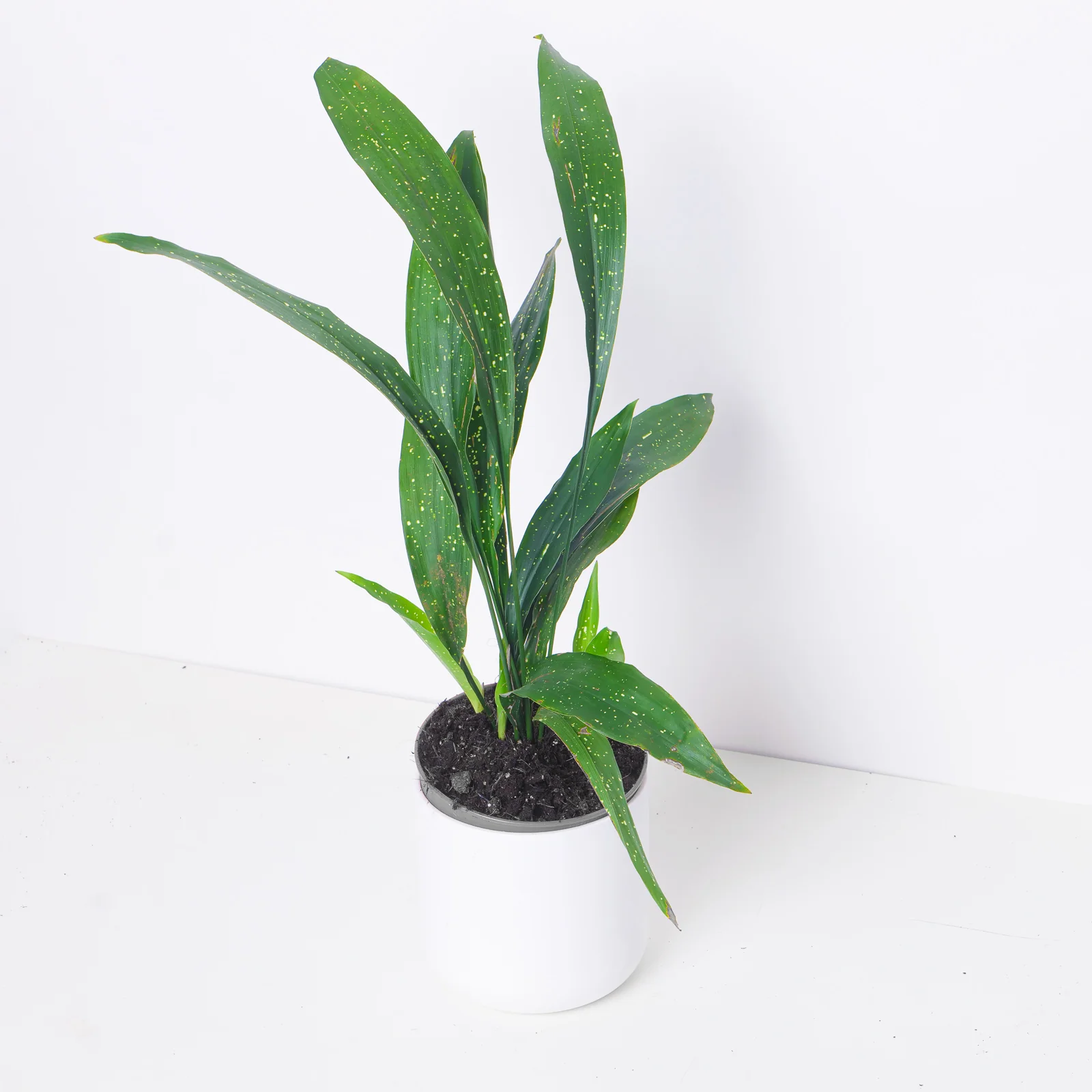 Aspidistra 'Milky Way' | Variegated Cast Iron Plant - Image 3