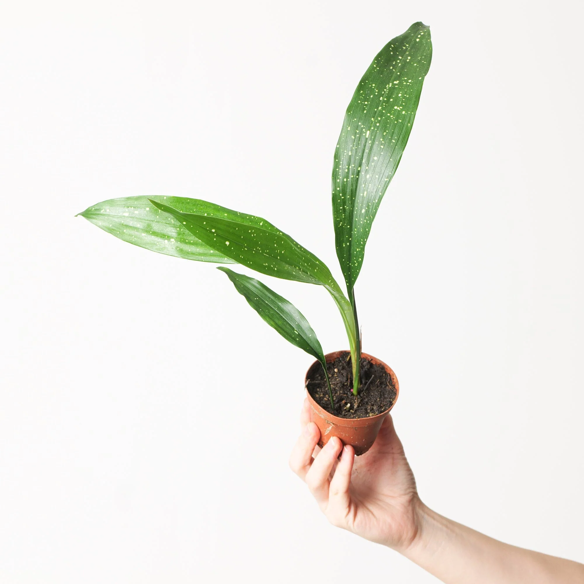 Aspidistra 'Milky Way' | Variegated Cast Iron Plant - Image 4