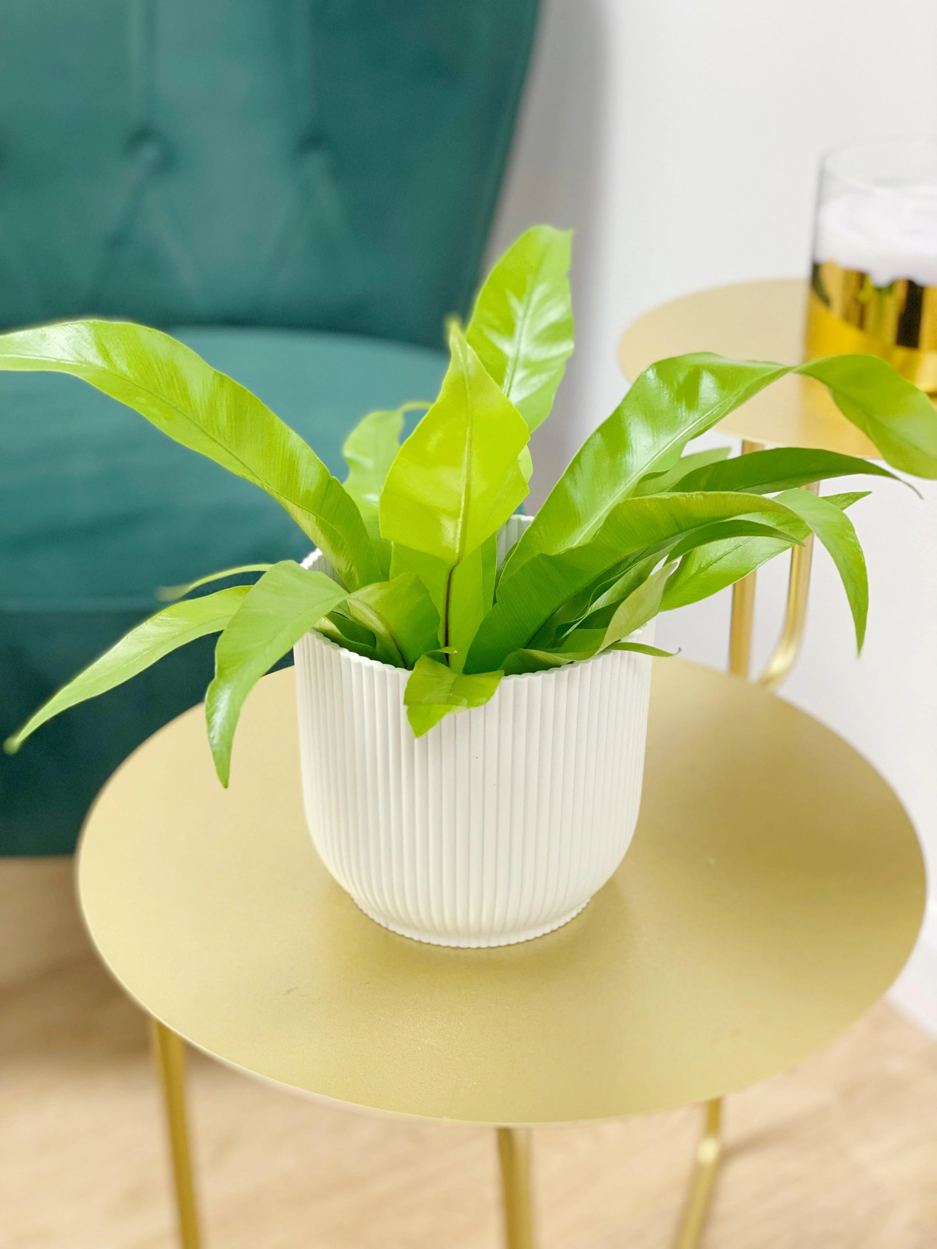 Asplenium Antiquum | Birds Nest Fern - Image 2
