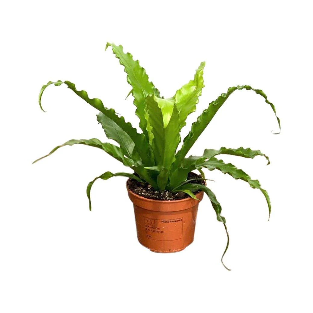 Asplenium Antiquum Osaka | Birds Nest Fern - Image 3