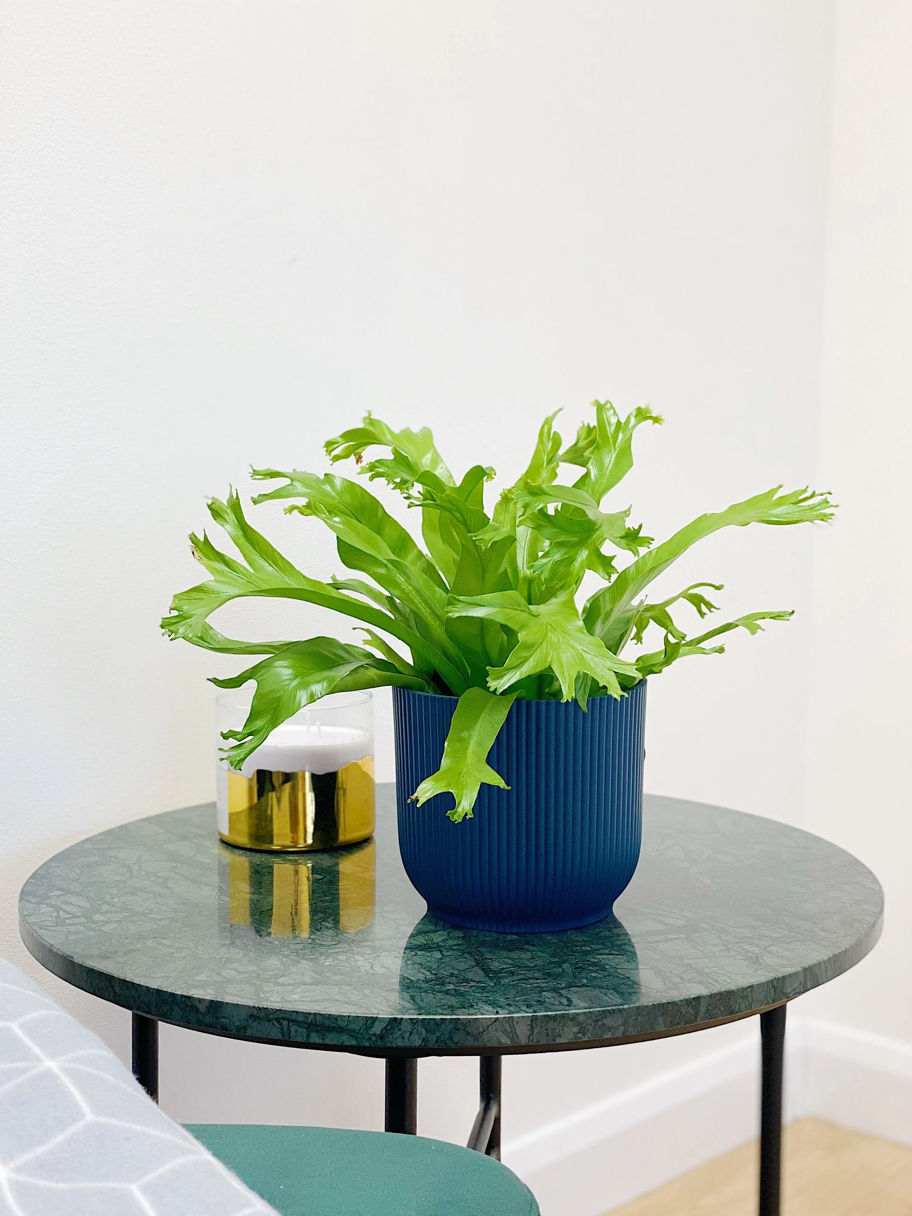 Asplenium Crissie Amy | Birds Nest Fern