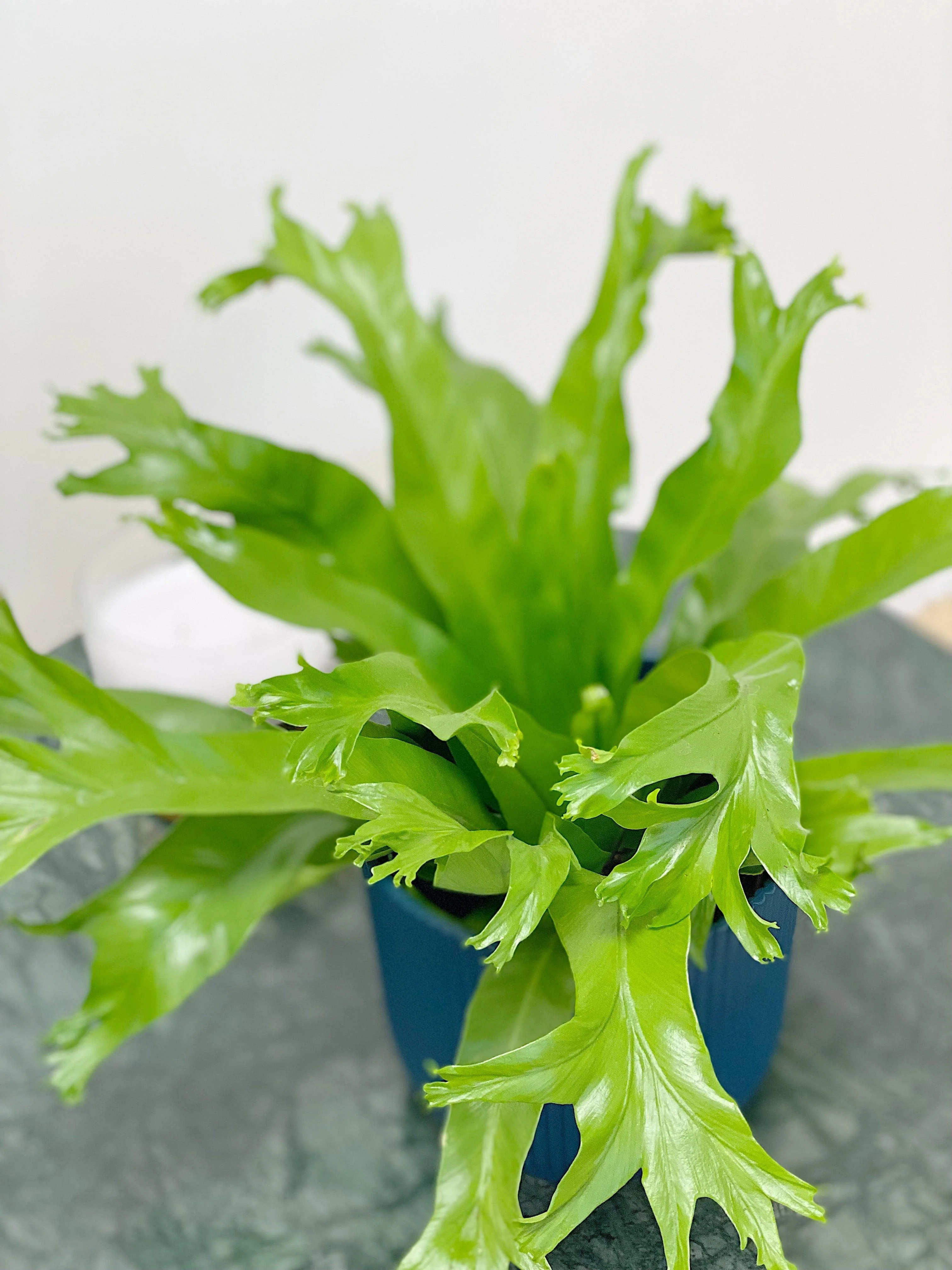 Asplenium Crissie Amy | Birds Nest Fern - Image 2
