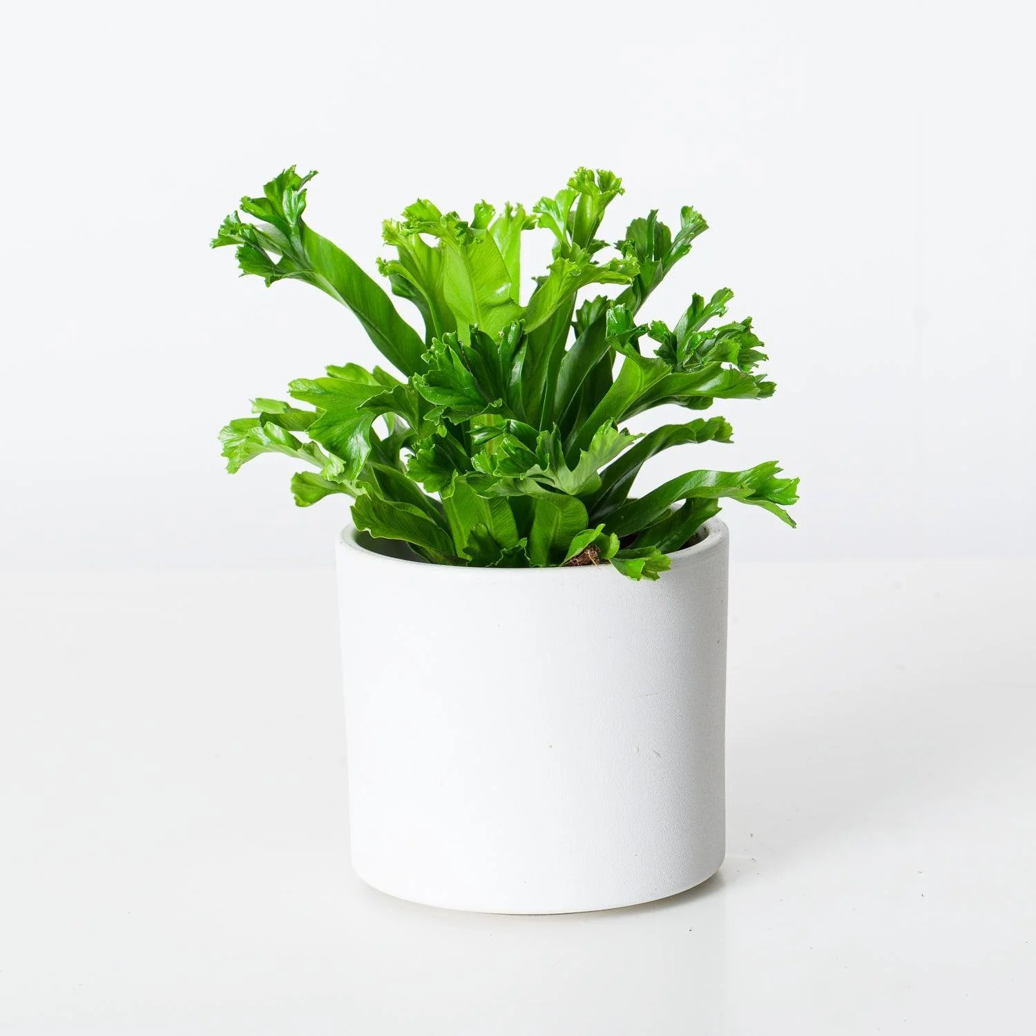Asplenium Leslie | Birds Nest Fern
