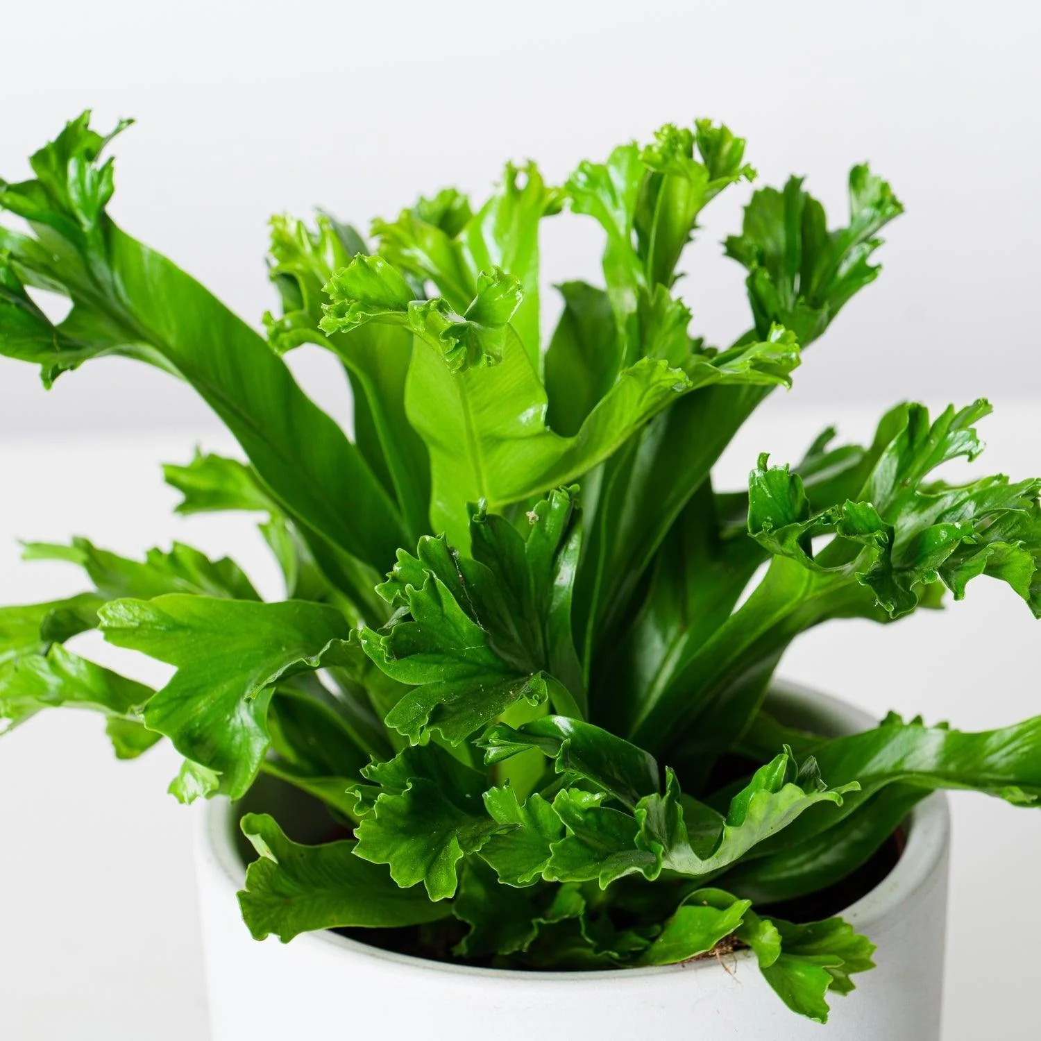 Asplenium Leslie | Birds Nest Fern - Image 2