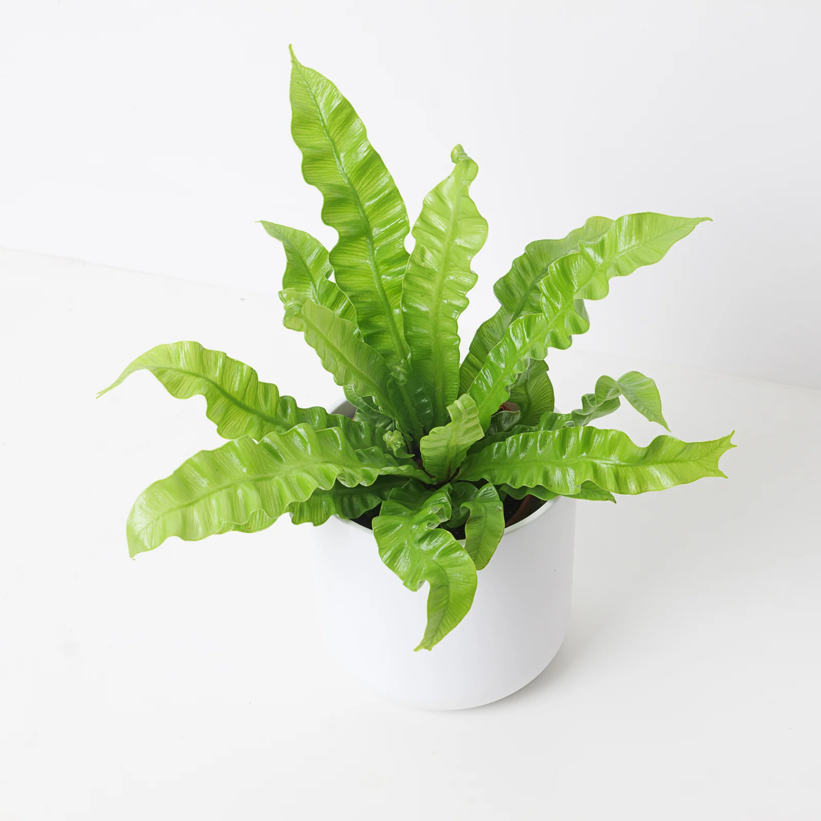 Asplenium Nidus Crispy Wave