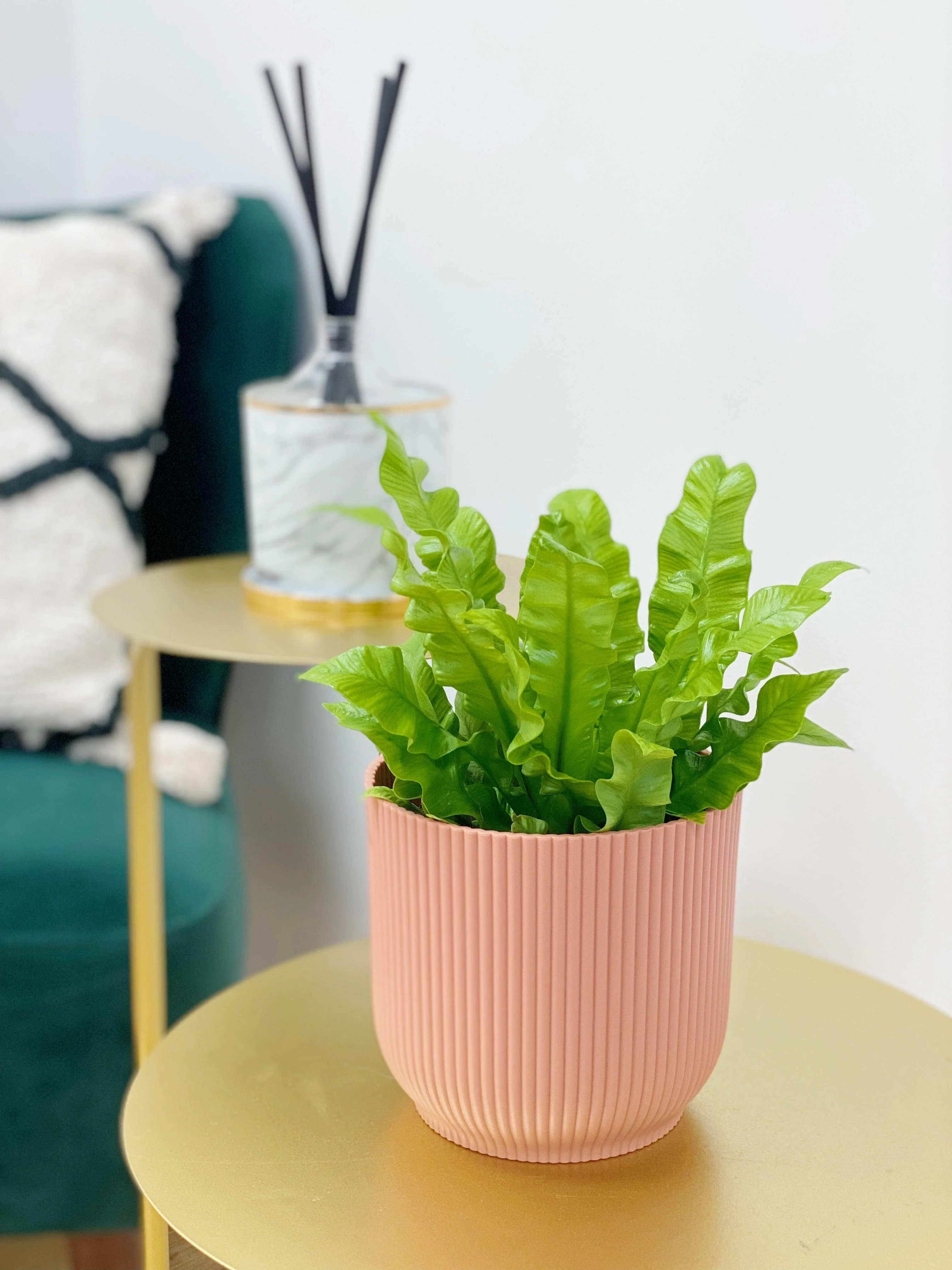 Asplenium Nidus Crispy Wave - Image 2