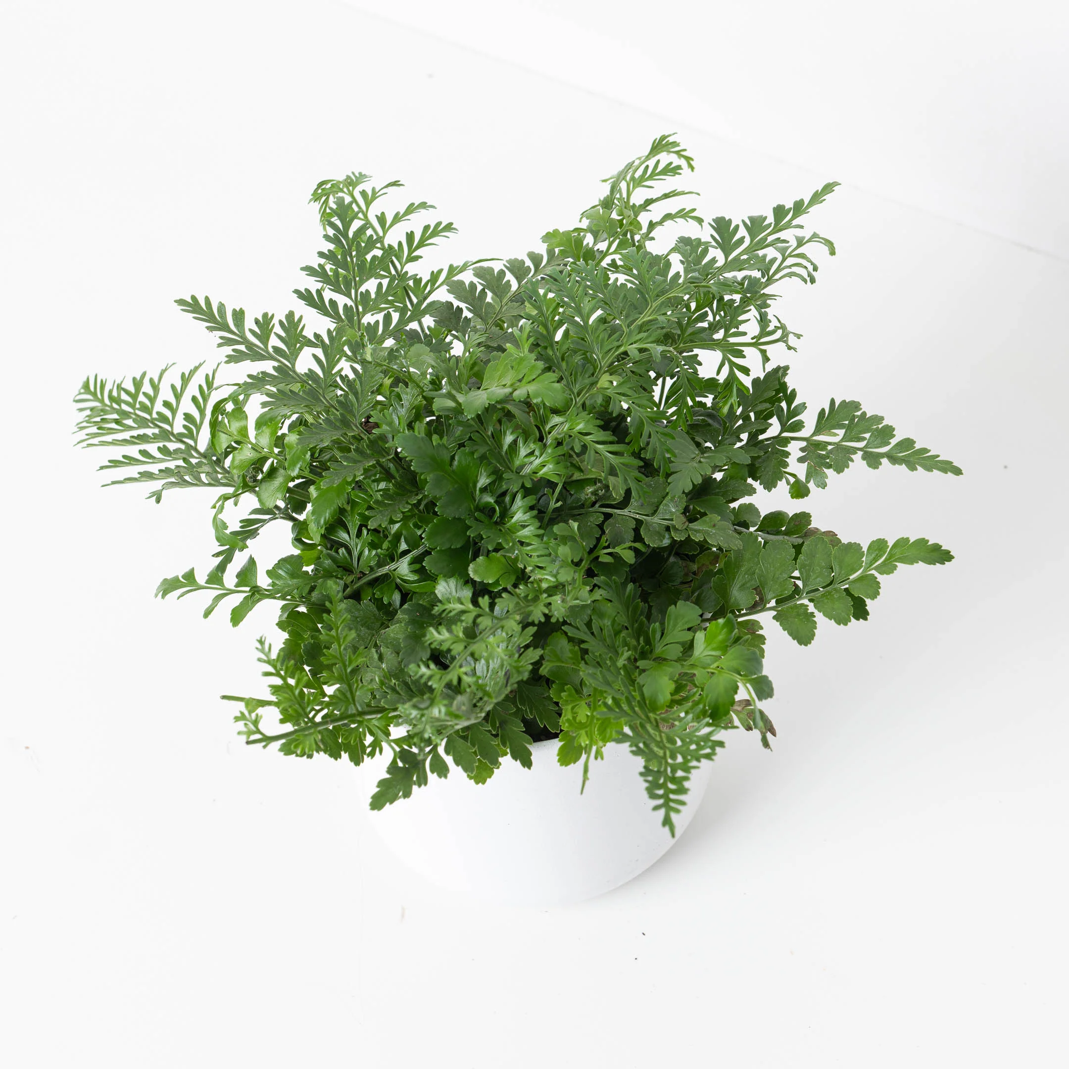 Asplenium parvati | Mother Fern