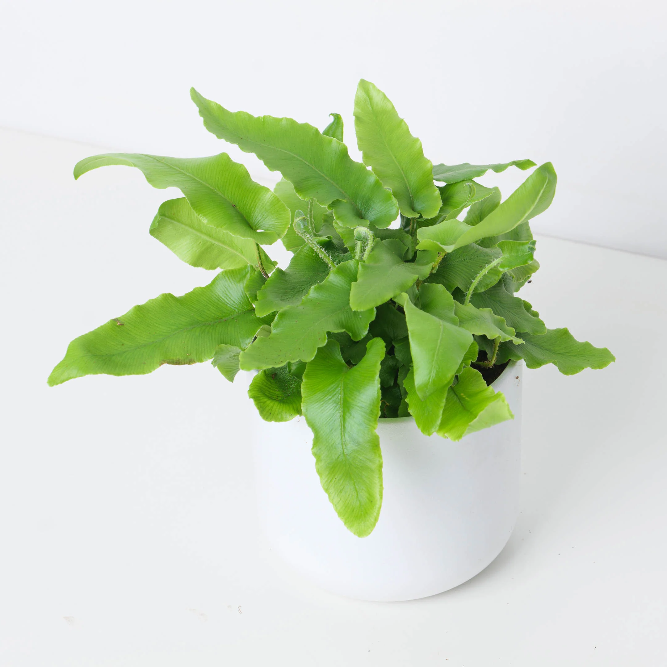 Asplenium scolopendrium