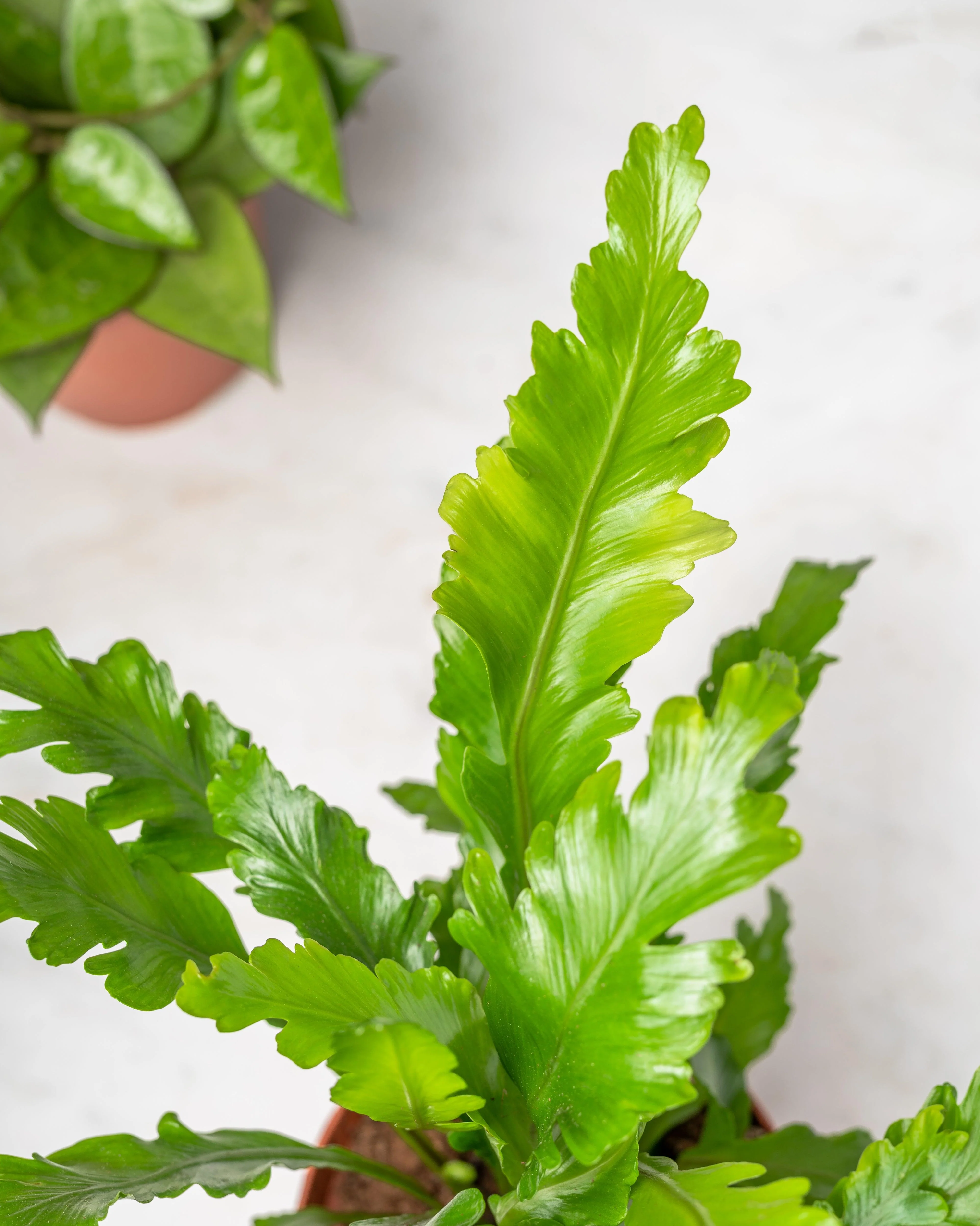 Asplenium Nidus Campio | Champion's Birds Nest Fern