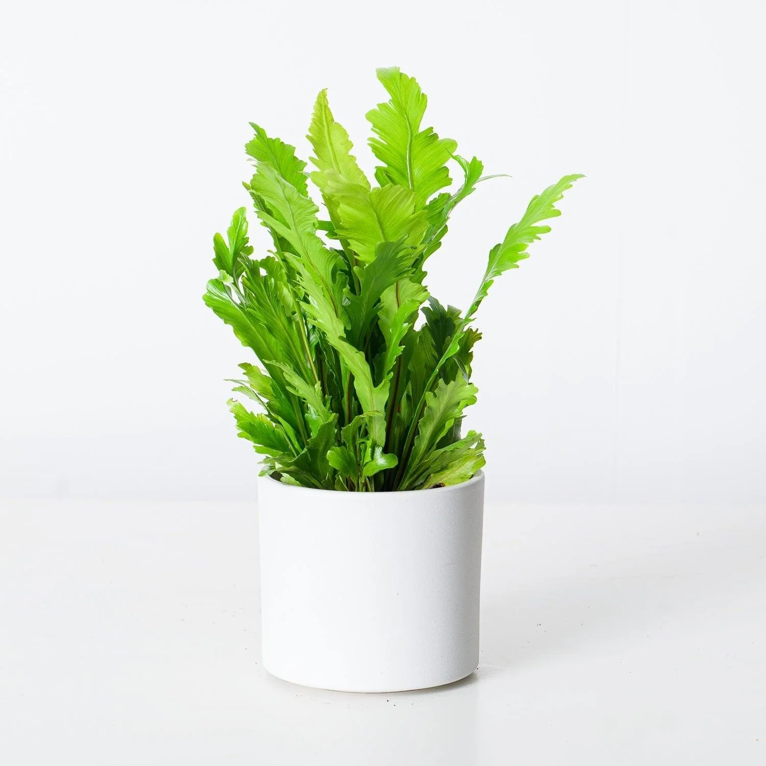 Asplenium Nidus Campio | Champion's Birds Nest Fern - Image 2