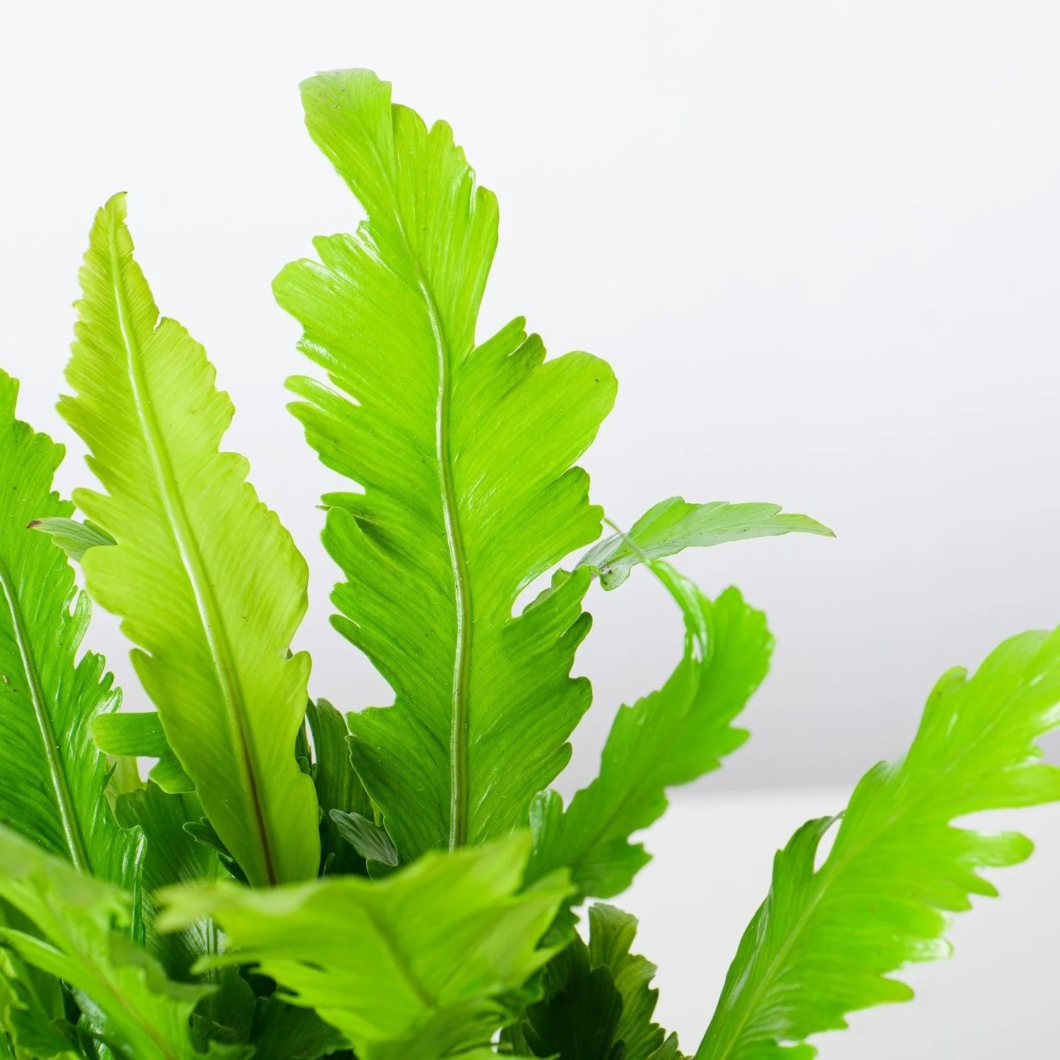 Asplenium Nidus Campio | Champion's Birds Nest Fern - Image 3